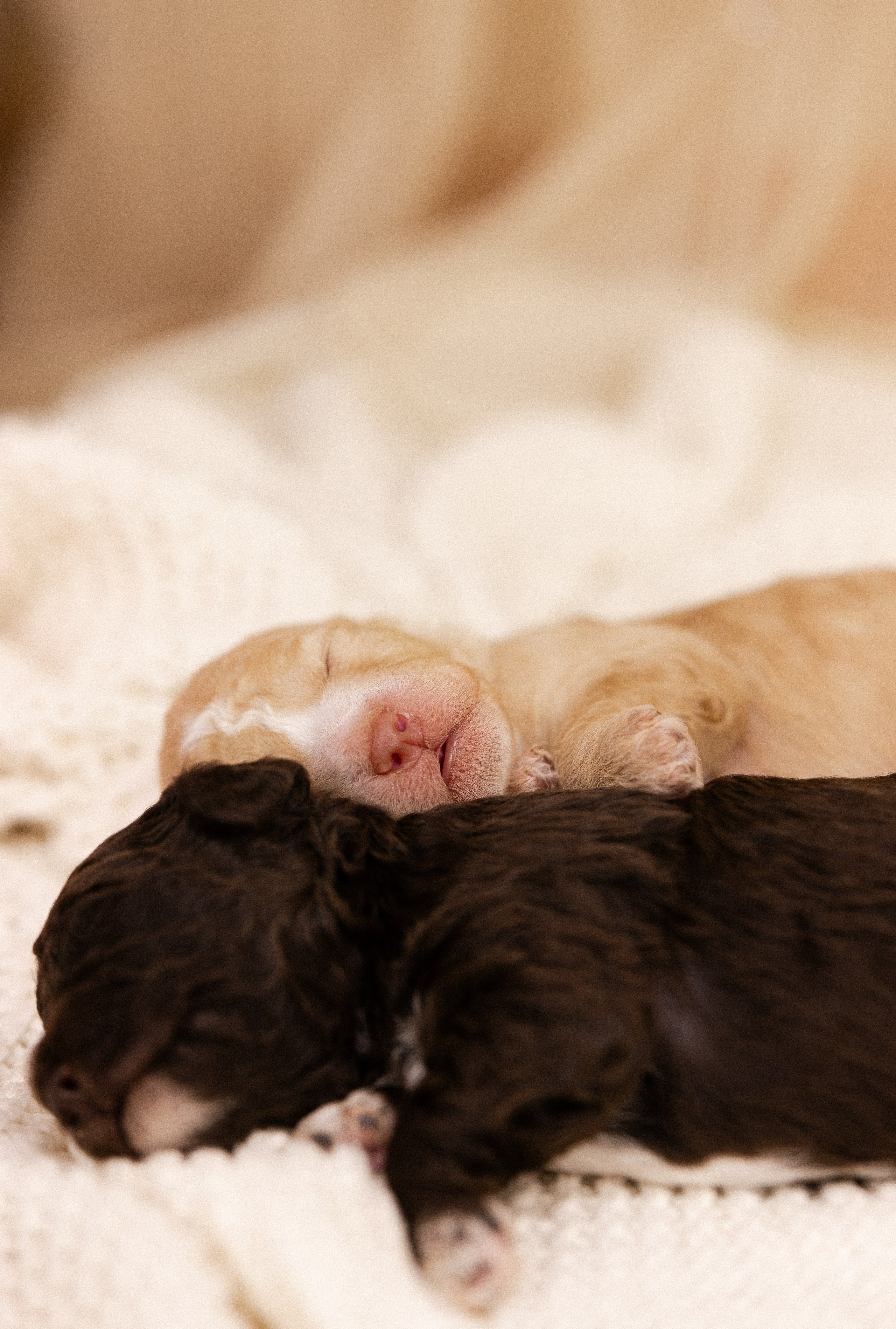 Лаготто Романьоло. Фотограф и видеограф анималист Аганина Дарья