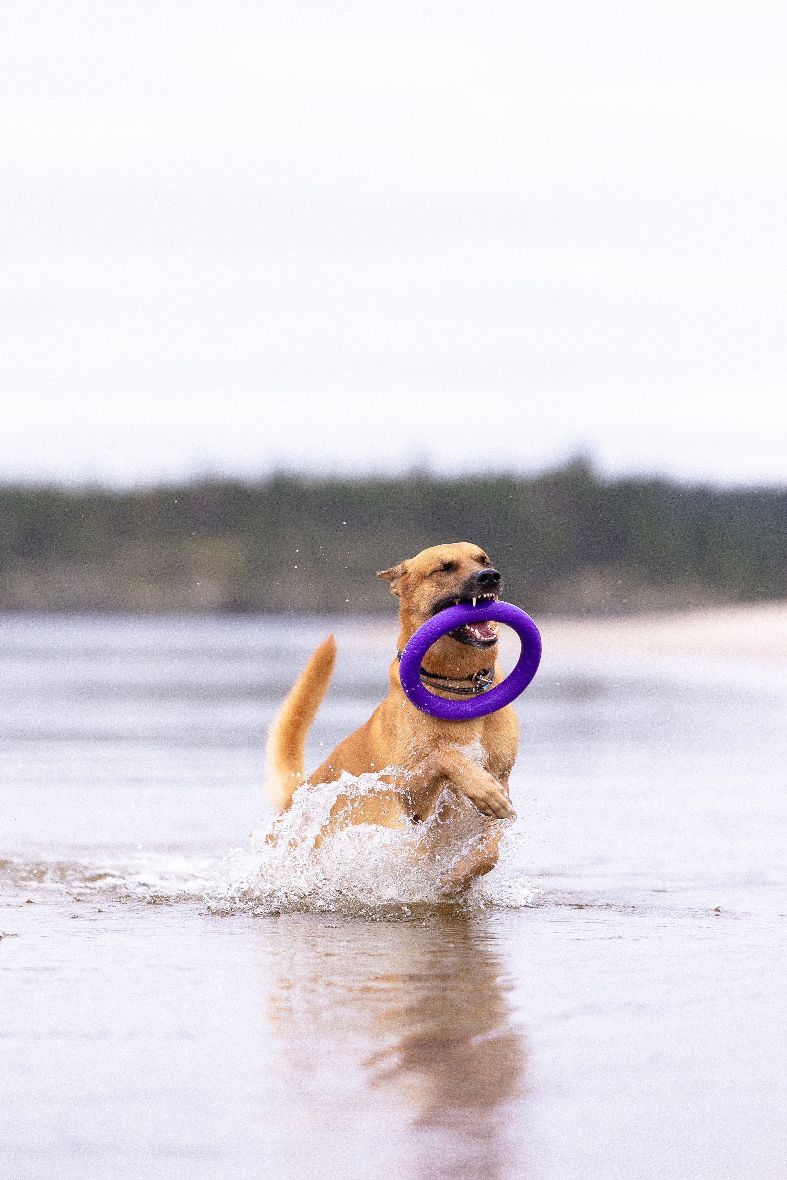 Karelia. Фотограф и видеограф анималист Аганина Дарья