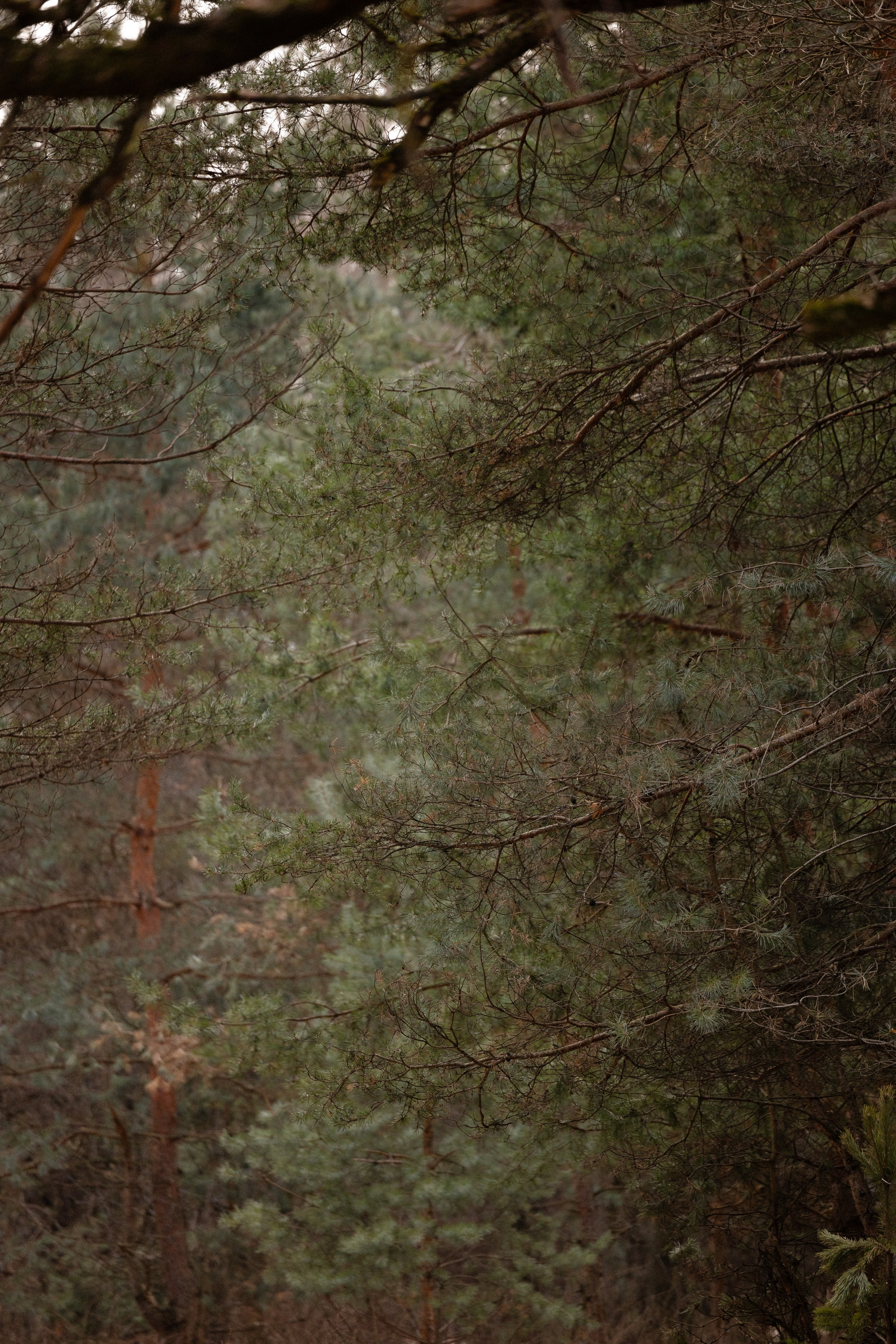 Катя и Мёд. Фотограф и видеограф анималист Аганина Дарья