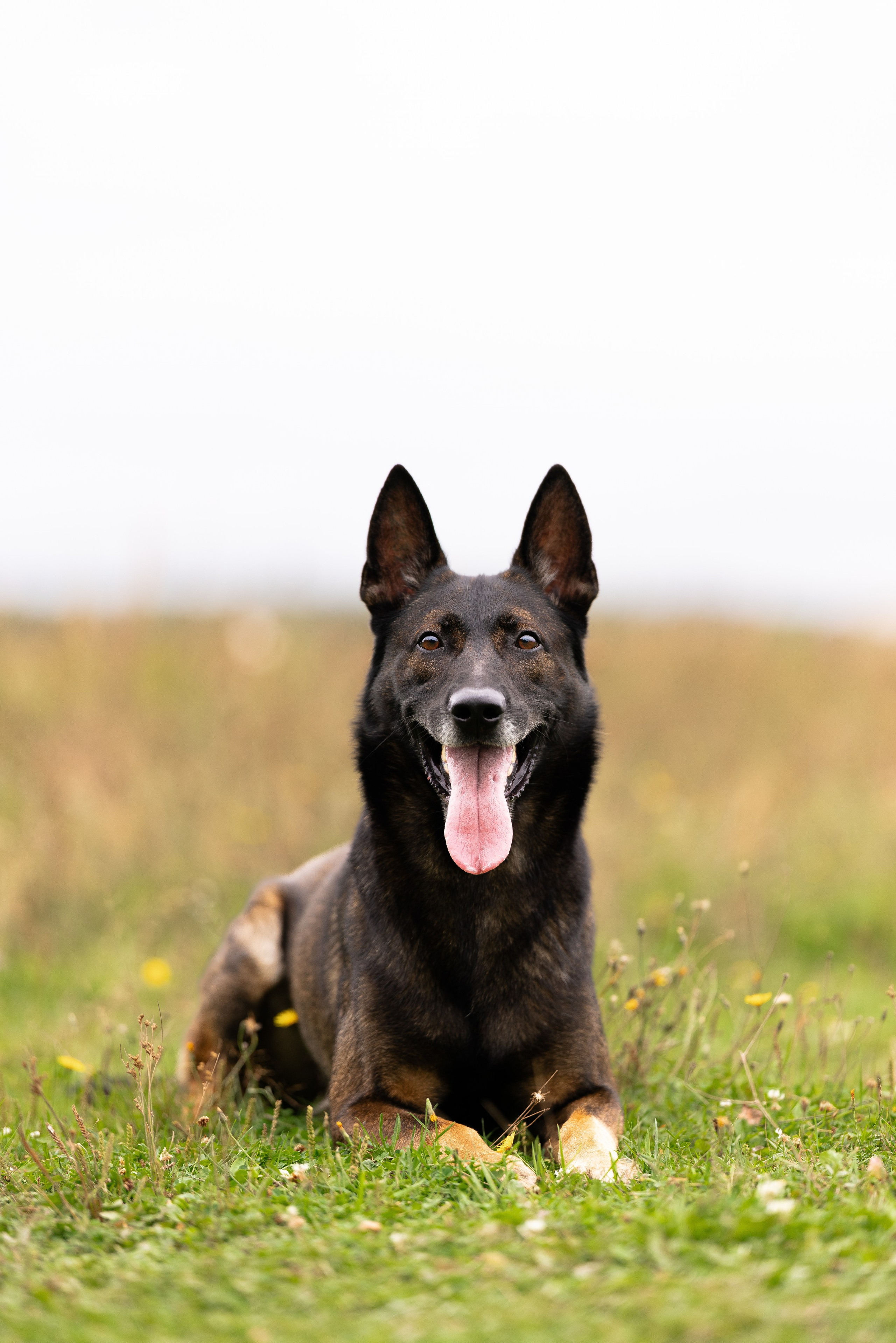 Макс. Фотограф и видеограф анималист Аганина Дарья