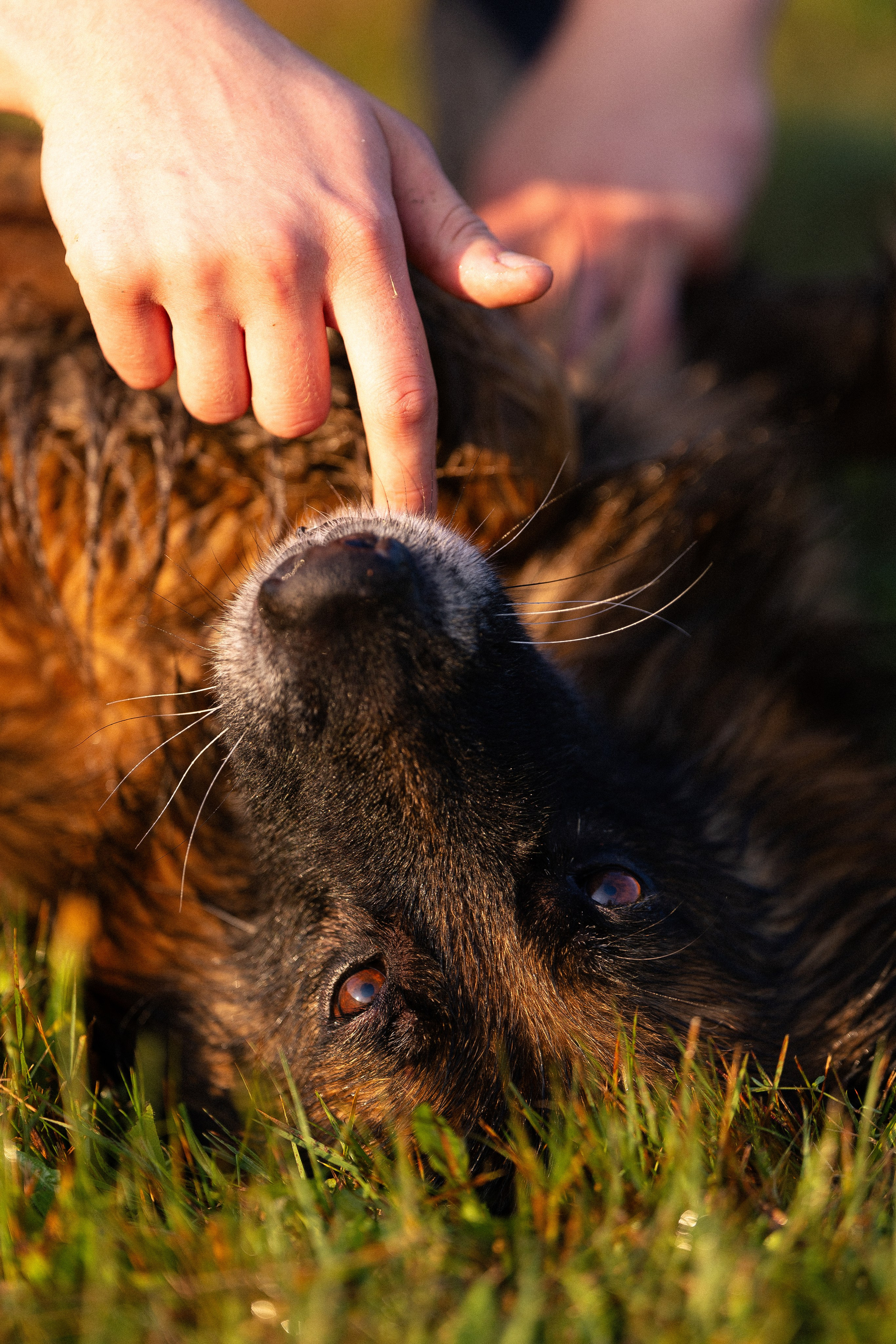 Алена, Матвей, Фанни и Фрея. Фотограф и видеограф анималист Аганина Дарья