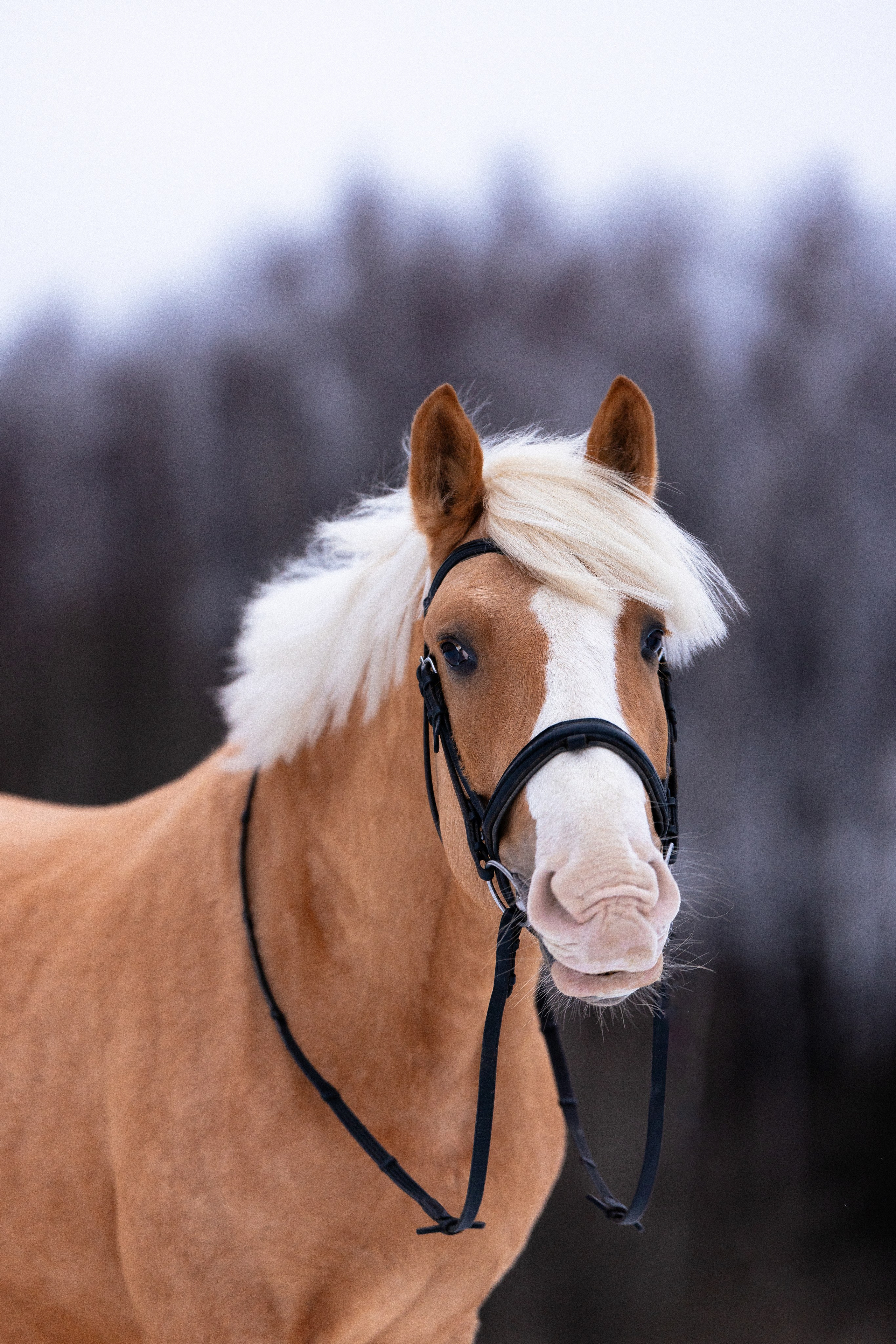 Бейкер. Фотограф и видеограф анималист Аганина Дарья