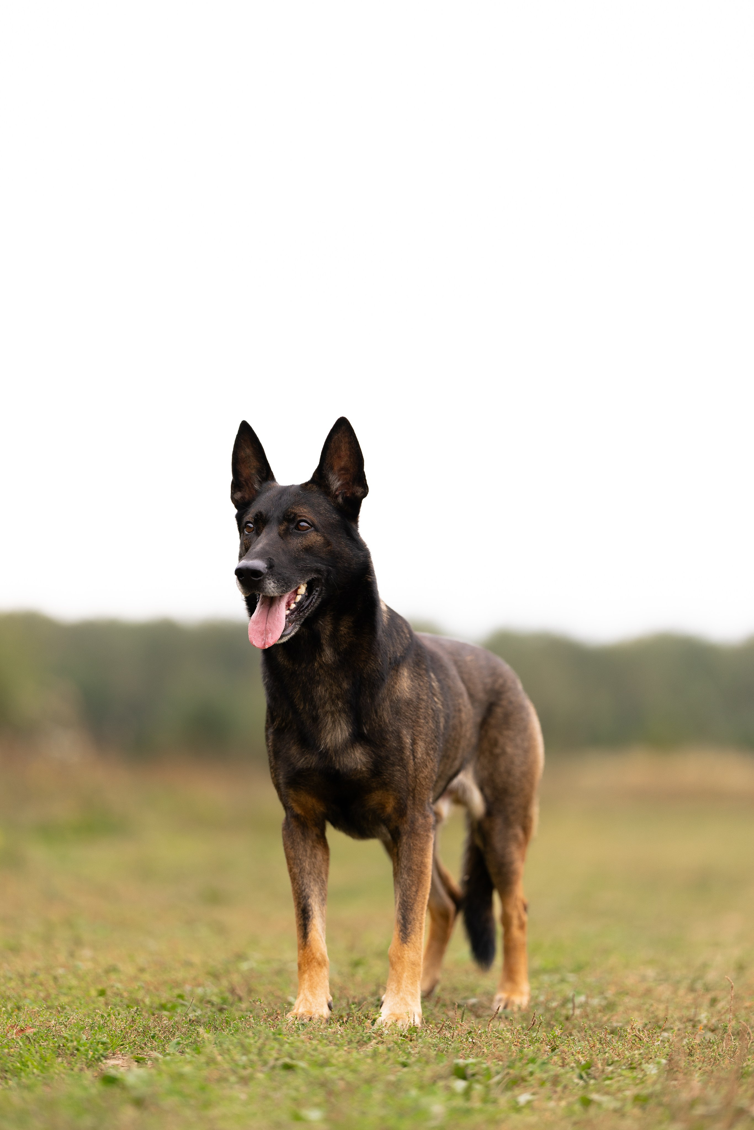 Макс. Фотограф и видеограф анималист Аганина Дарья
