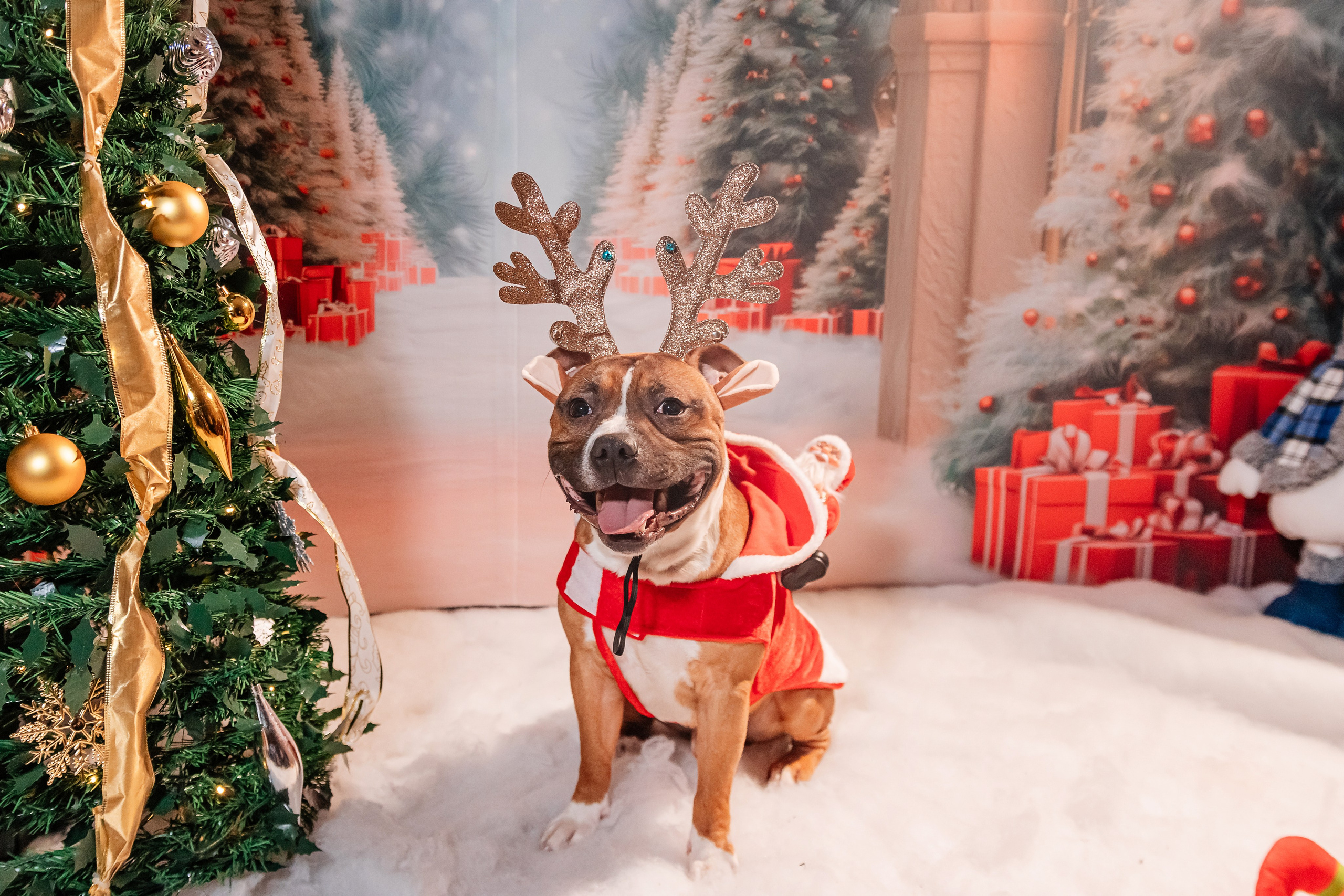 Елена и Ричи. Фотограф Иван Понкратов