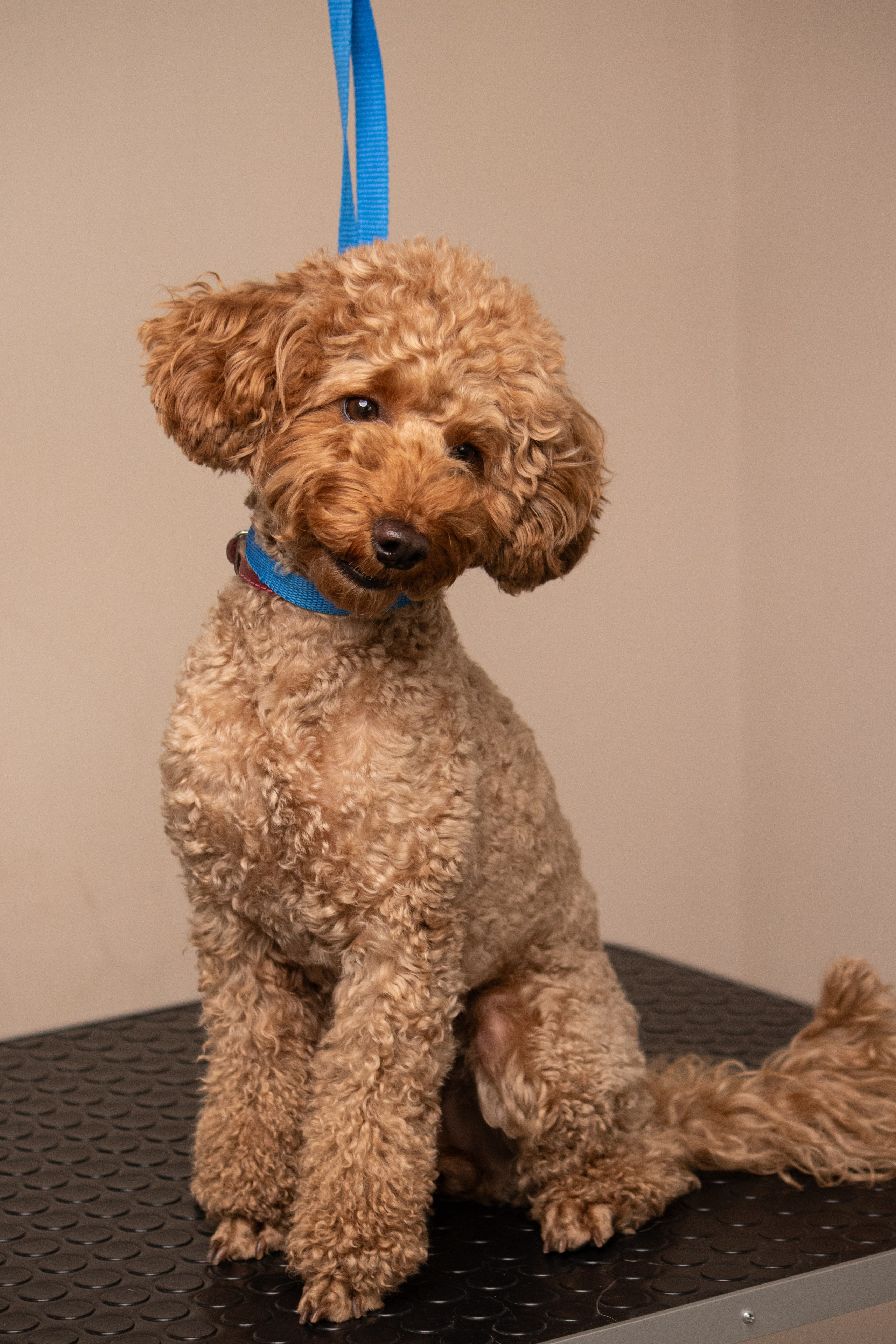 MOS`KA groom | Стрижки кошек и собак | НН. Фотограф в Нижнем Новгороде Екатерина Хисматулина