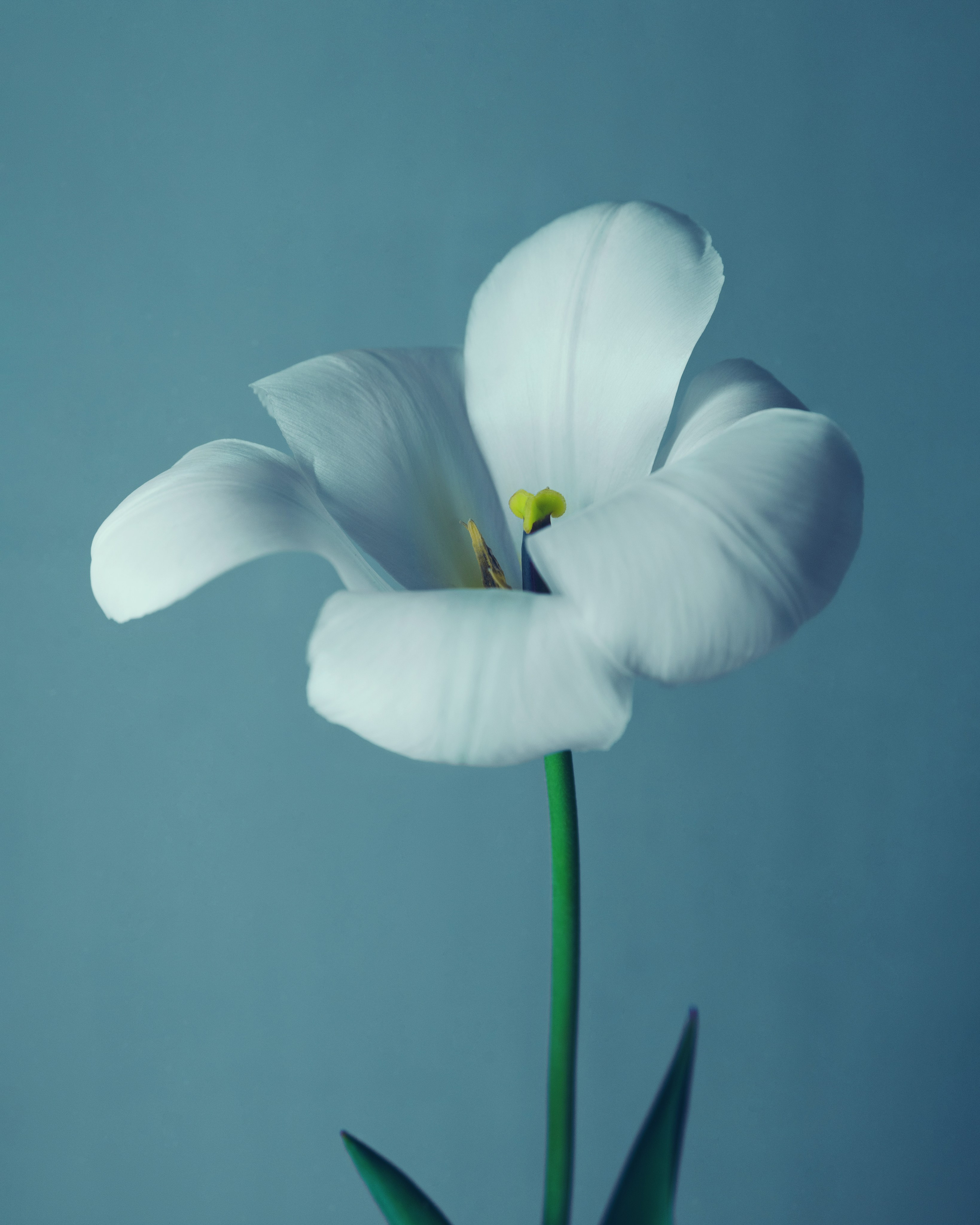 Фотографии цветов и растений. Zamira Sozieva ~ Портретный фотограф ~ Москва