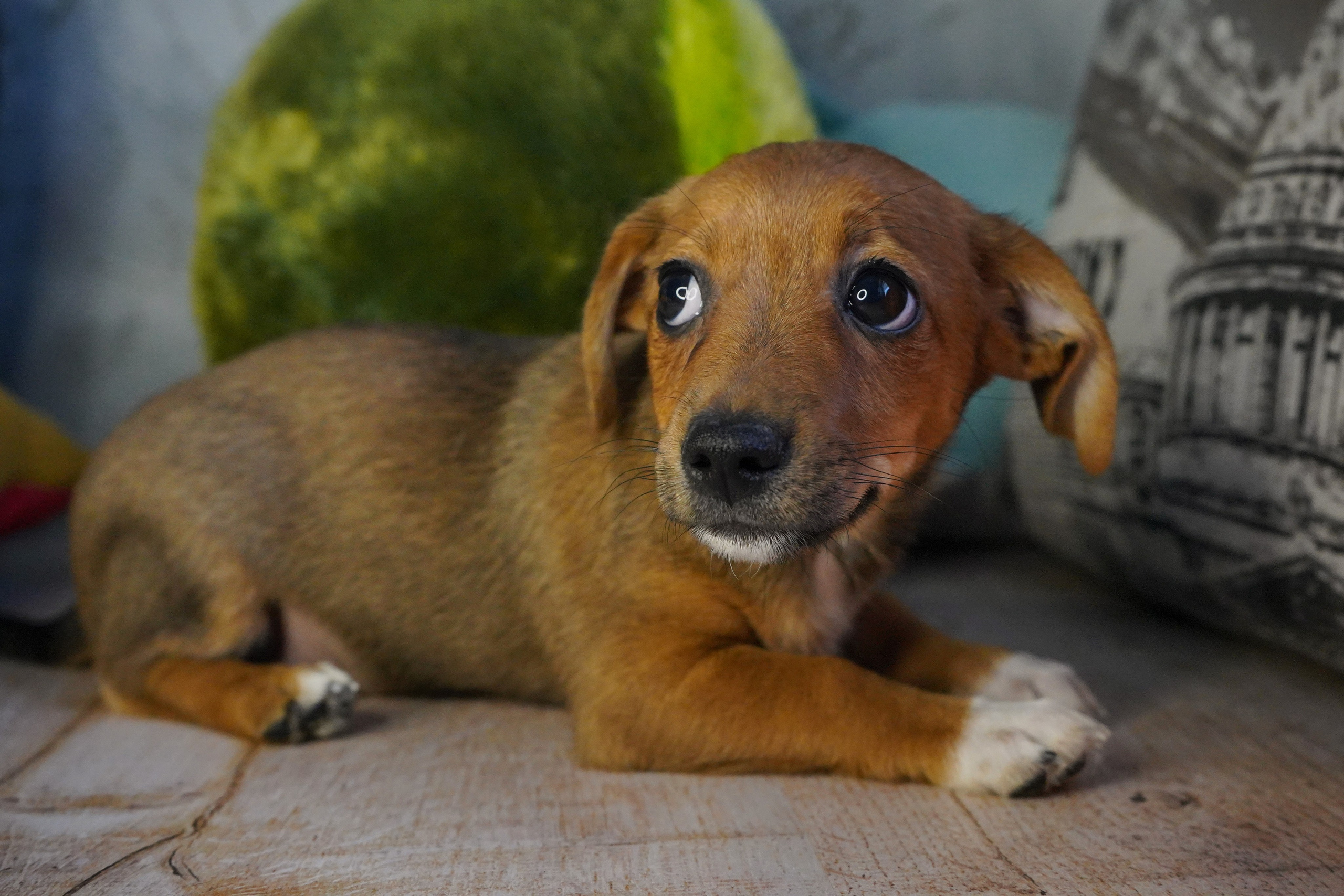 Фотосессии Пушистиков. Фотограф в Санкт-Петербурге Виктория Барышникова