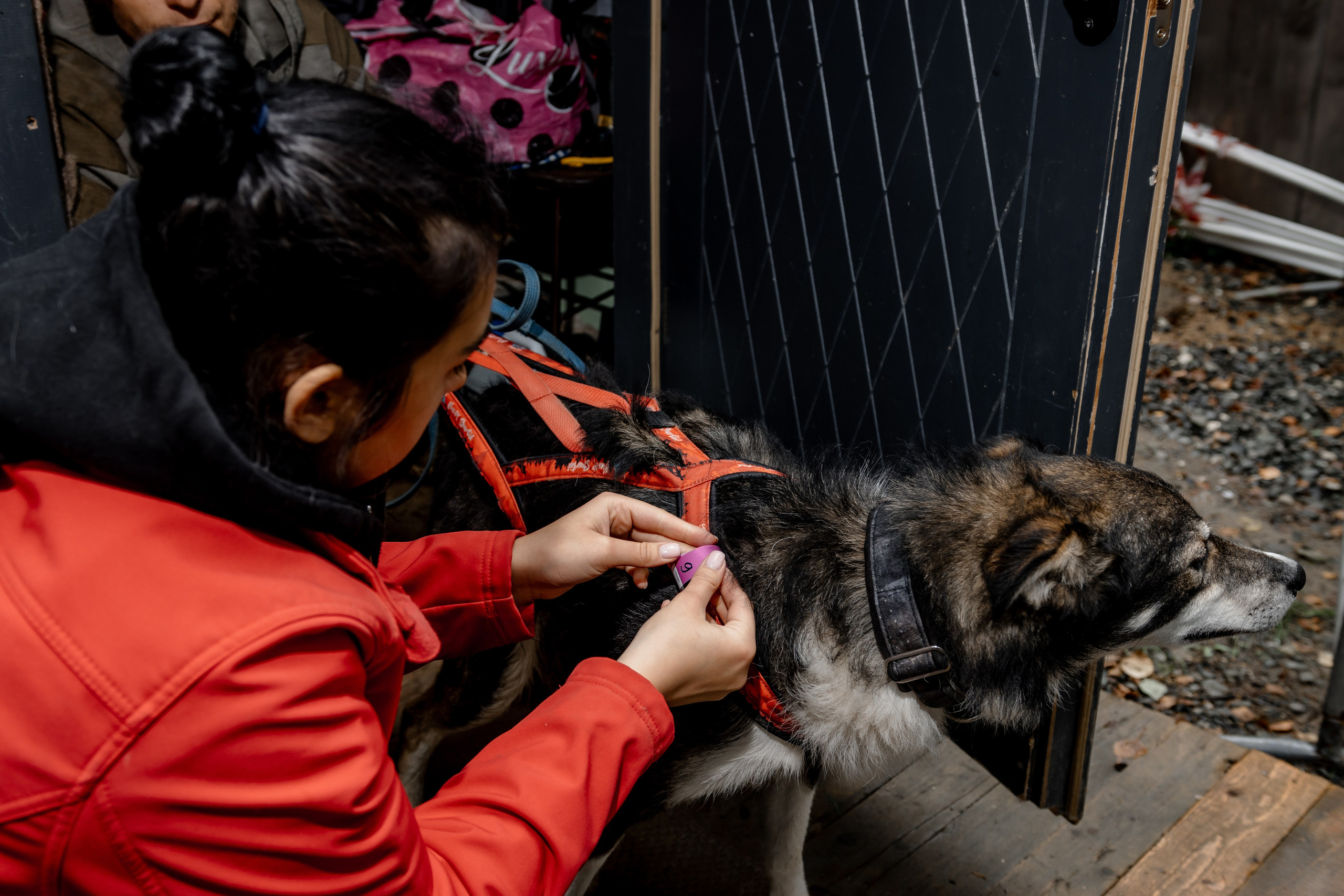 Дог-треккинг