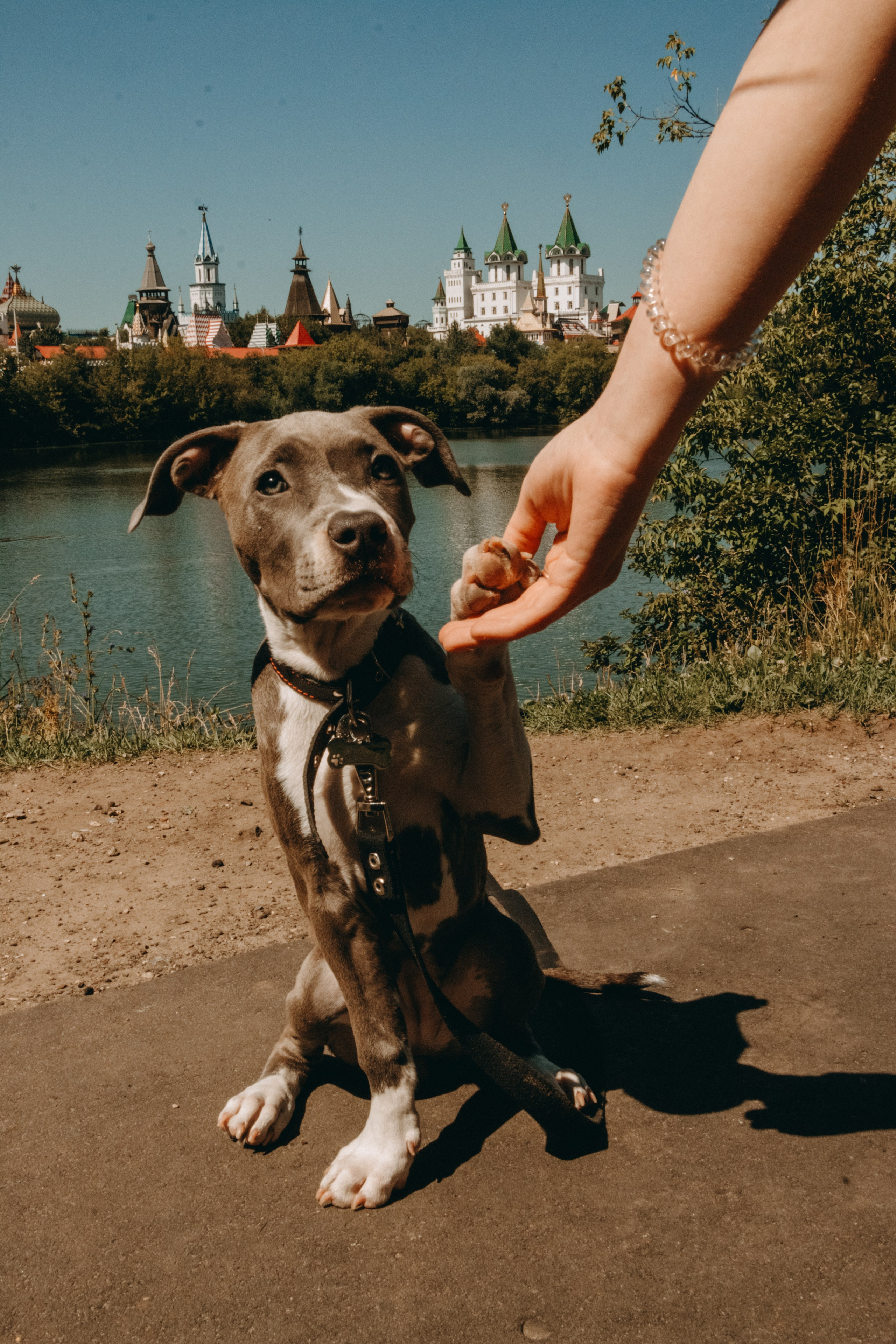 Тейси. Фотограф домашних животных в Москве | Данил Сорокин