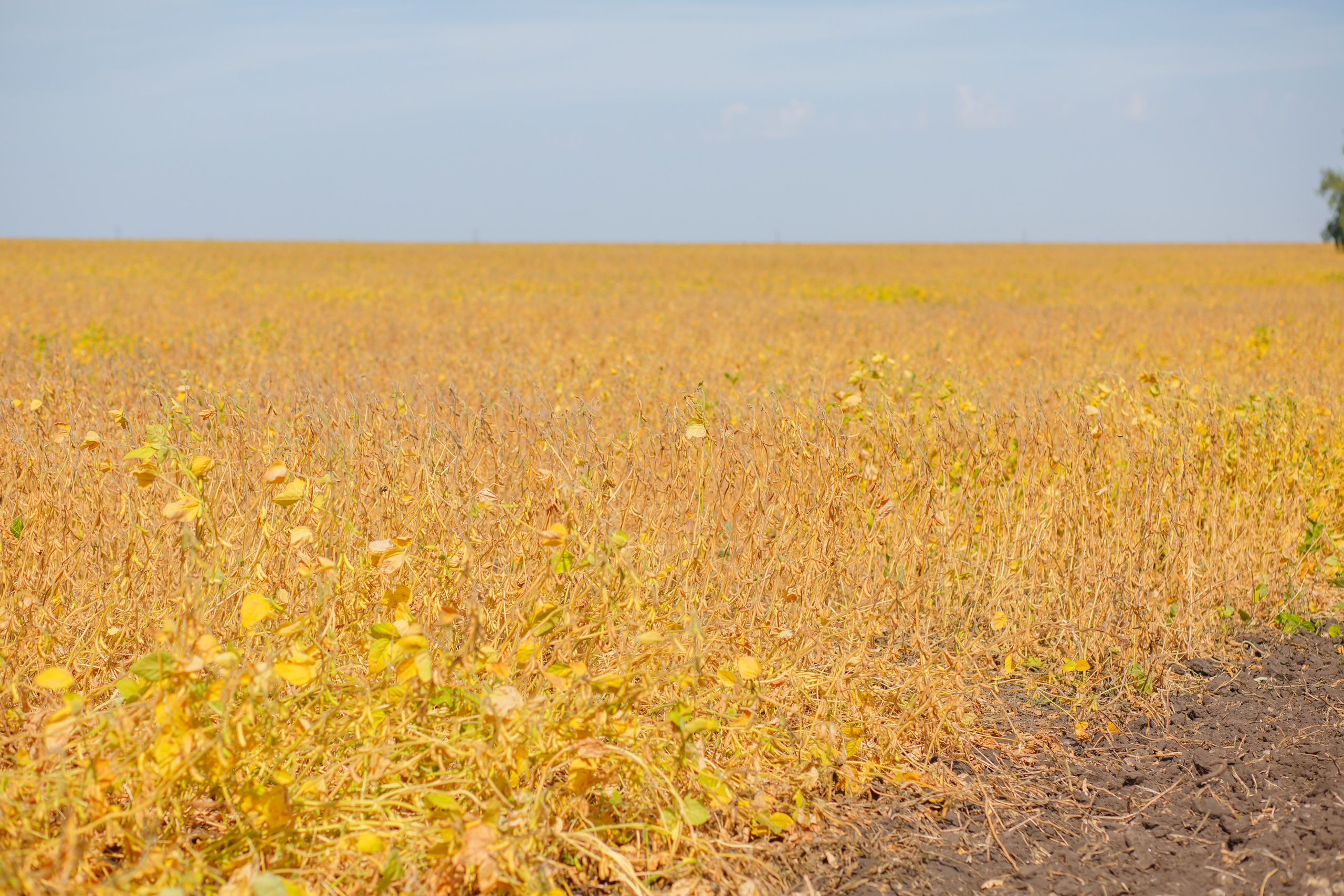 Агротерра. Фотограф Яков Поспехов