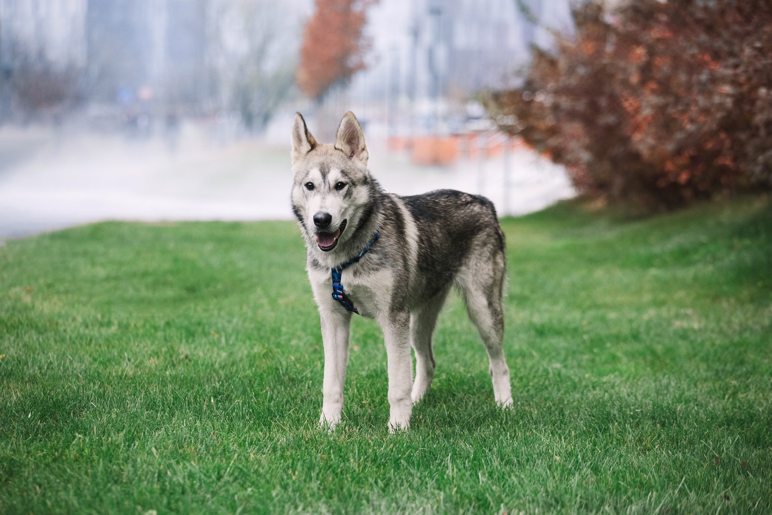 Собаки из приюта Дубовая роща осень 2025. Фотограф-анималист Татьяна Степанова