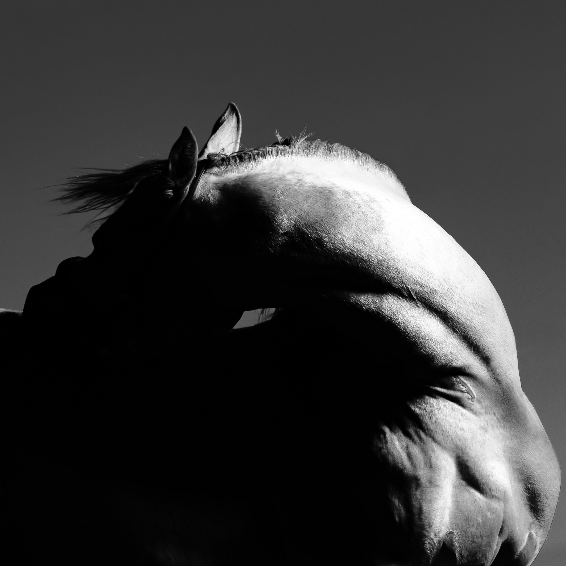 Black&white. KatymartArt — Equine photography