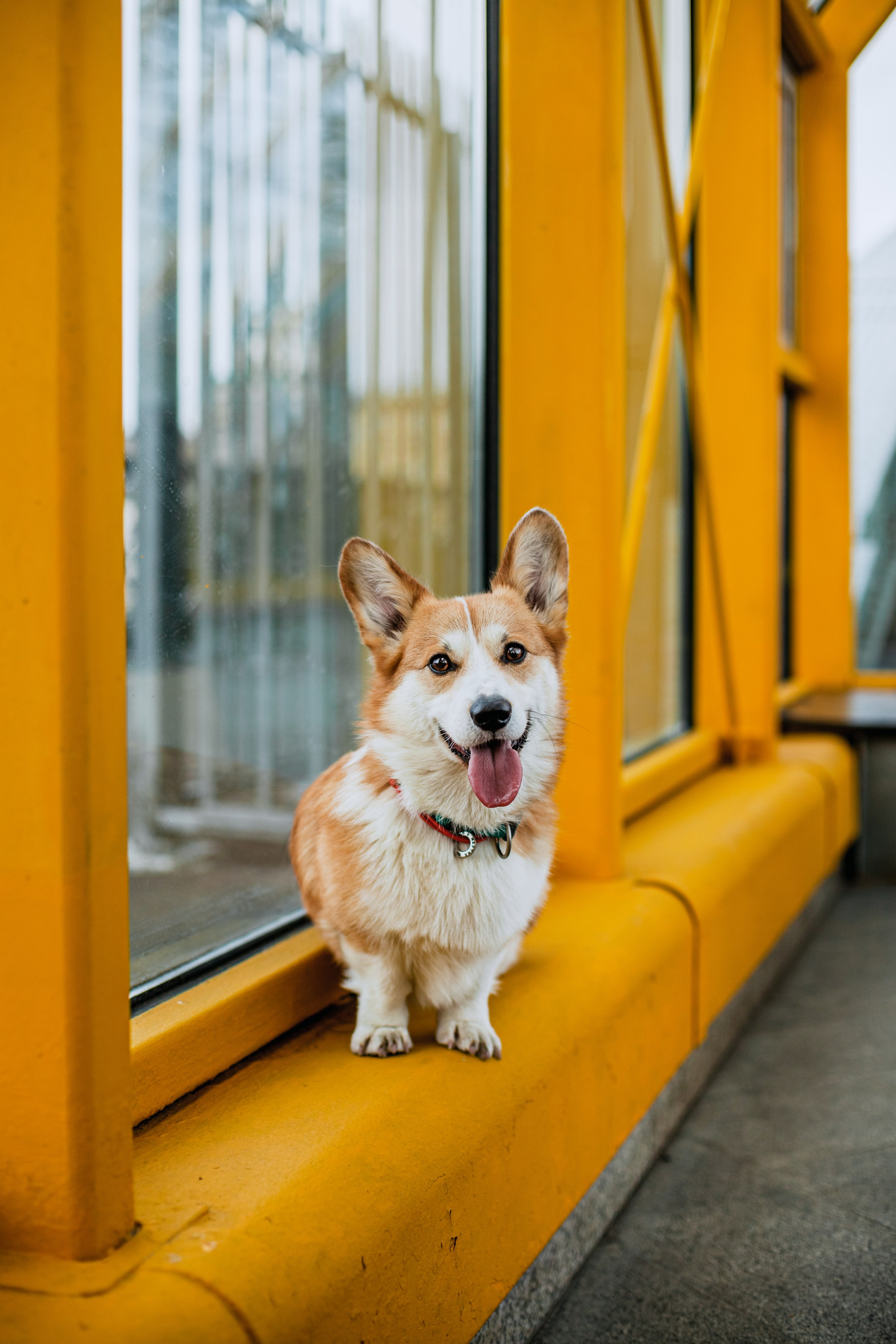 Андреевский мост. Фотограф-анималист Татьяна Степанова
