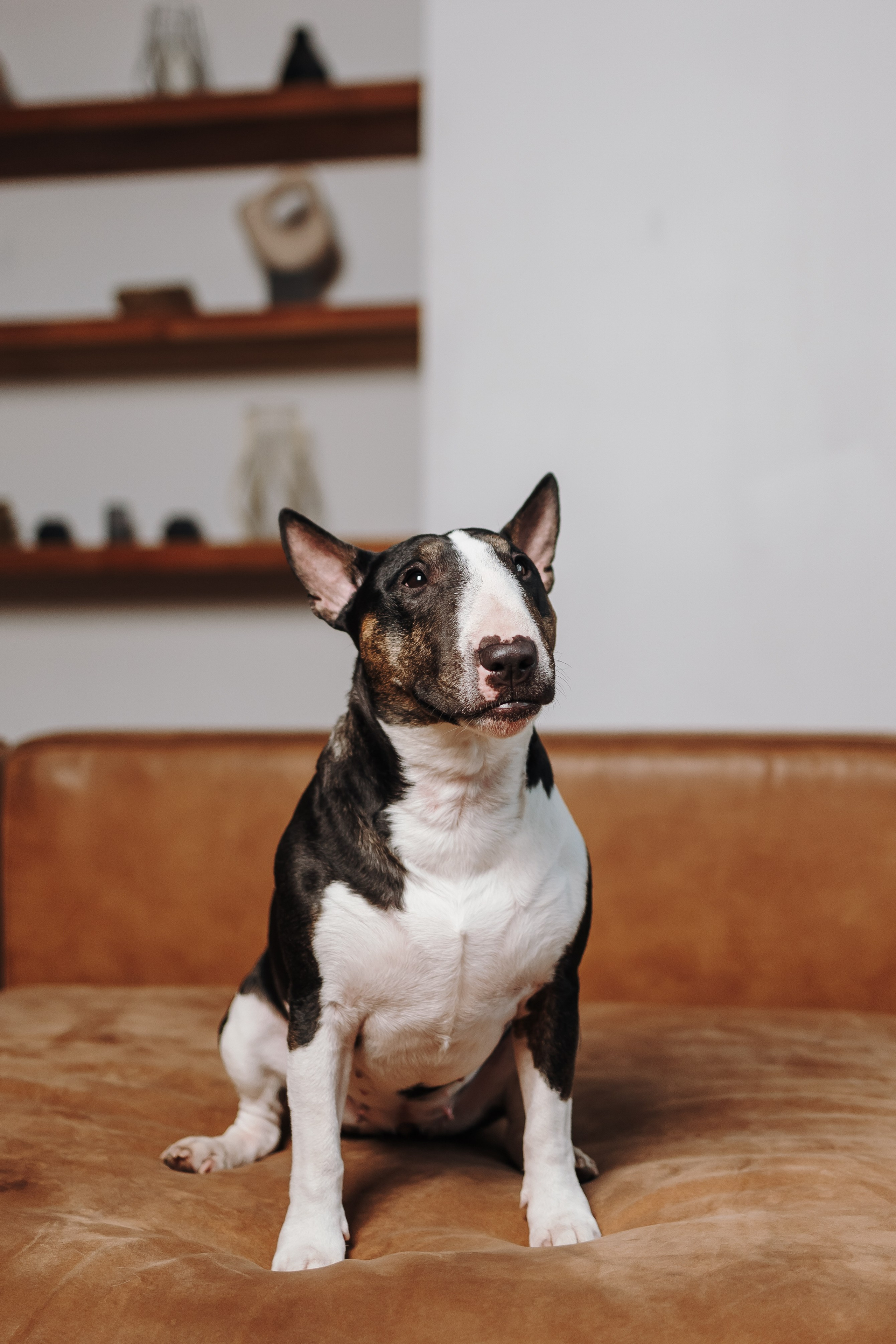 Груминг. Фотограф-анималист в Санкт-Петербурге Алина Яхонт