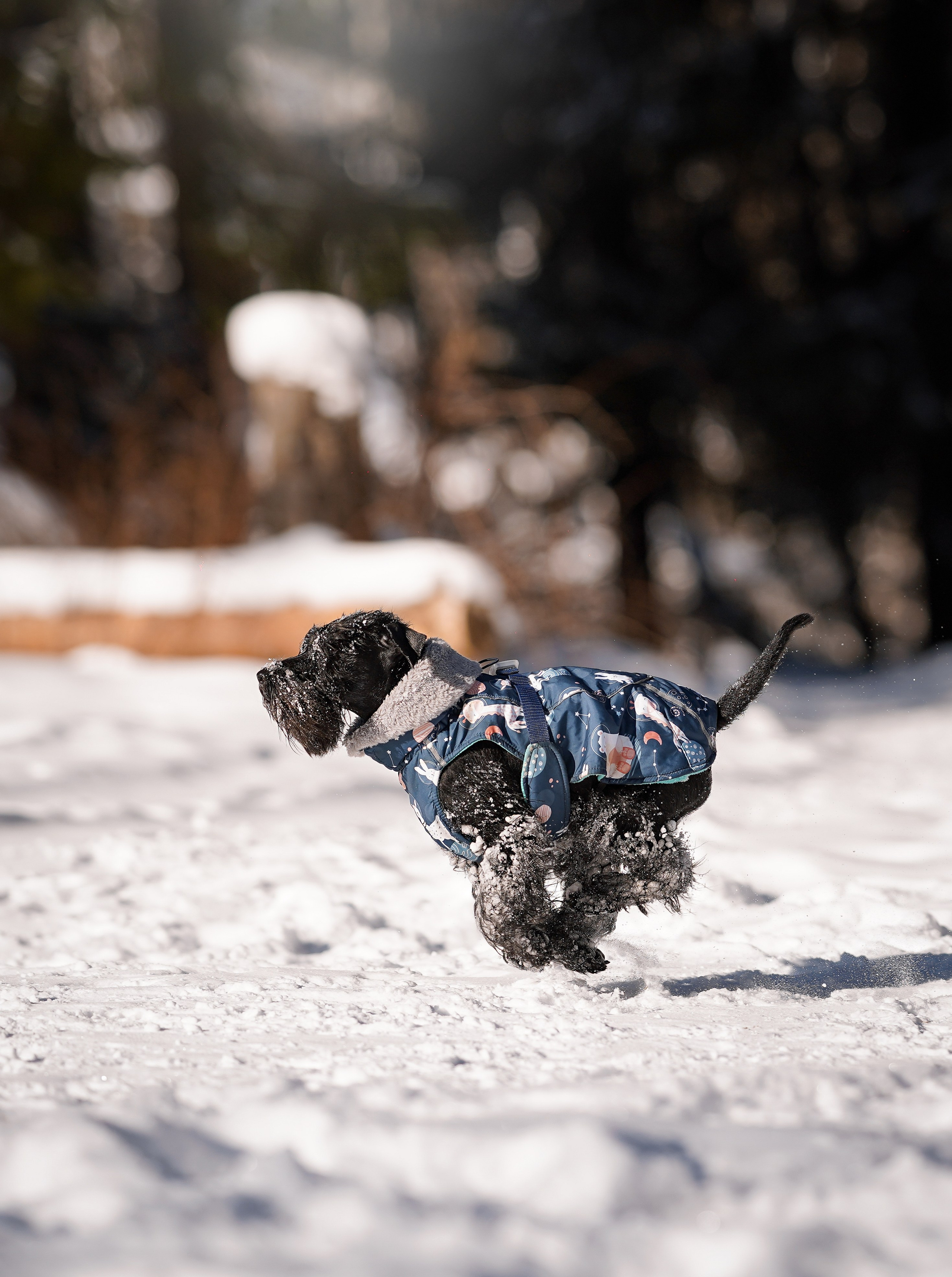 Настя Энзо и Мия. Фотограф-анималист в Санкт-Петербурге Яна Мартынова