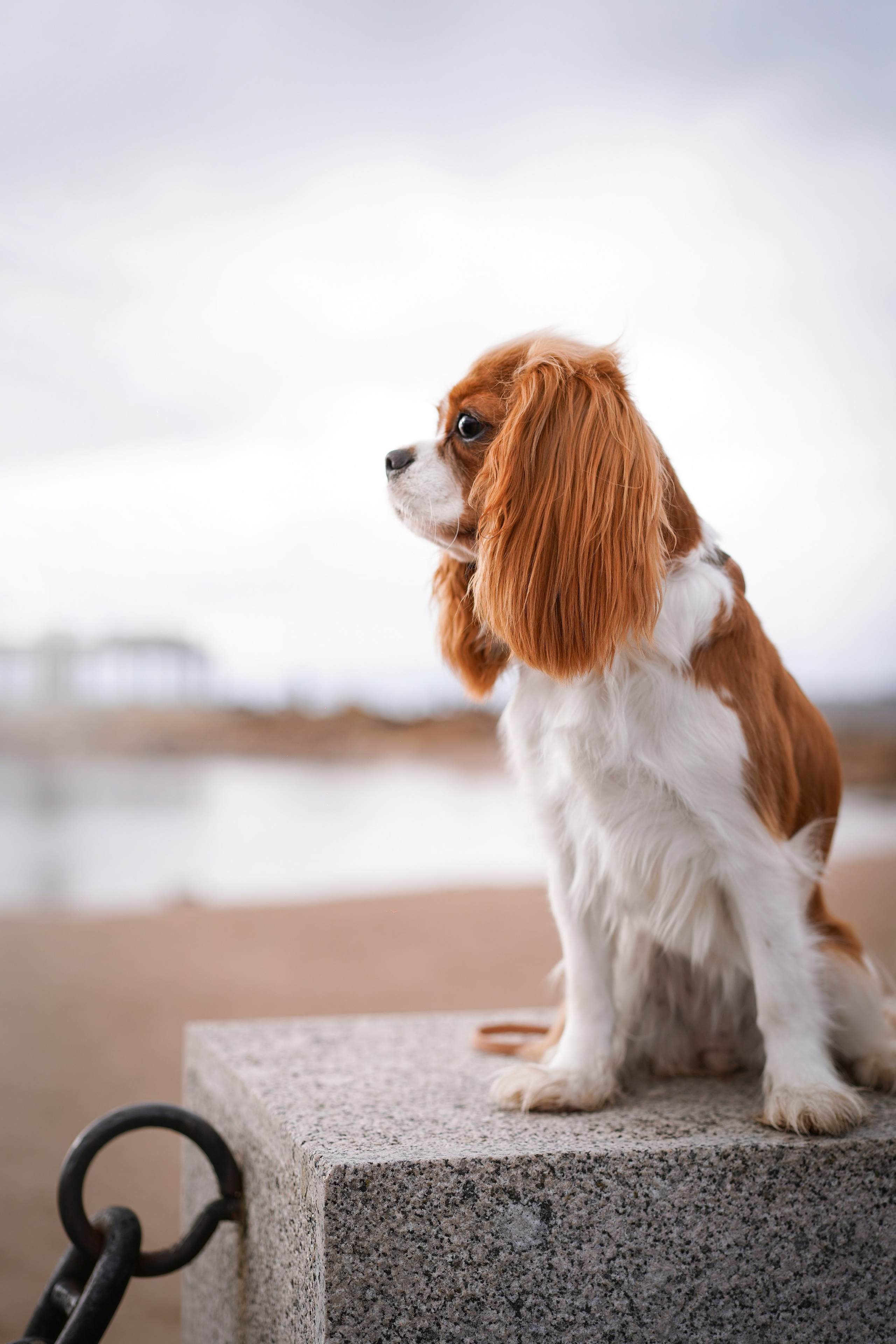 Катя Валера Саша и кавалерчики. Фотограф-анималист в Санкт-Петербурге Яна Мартынова