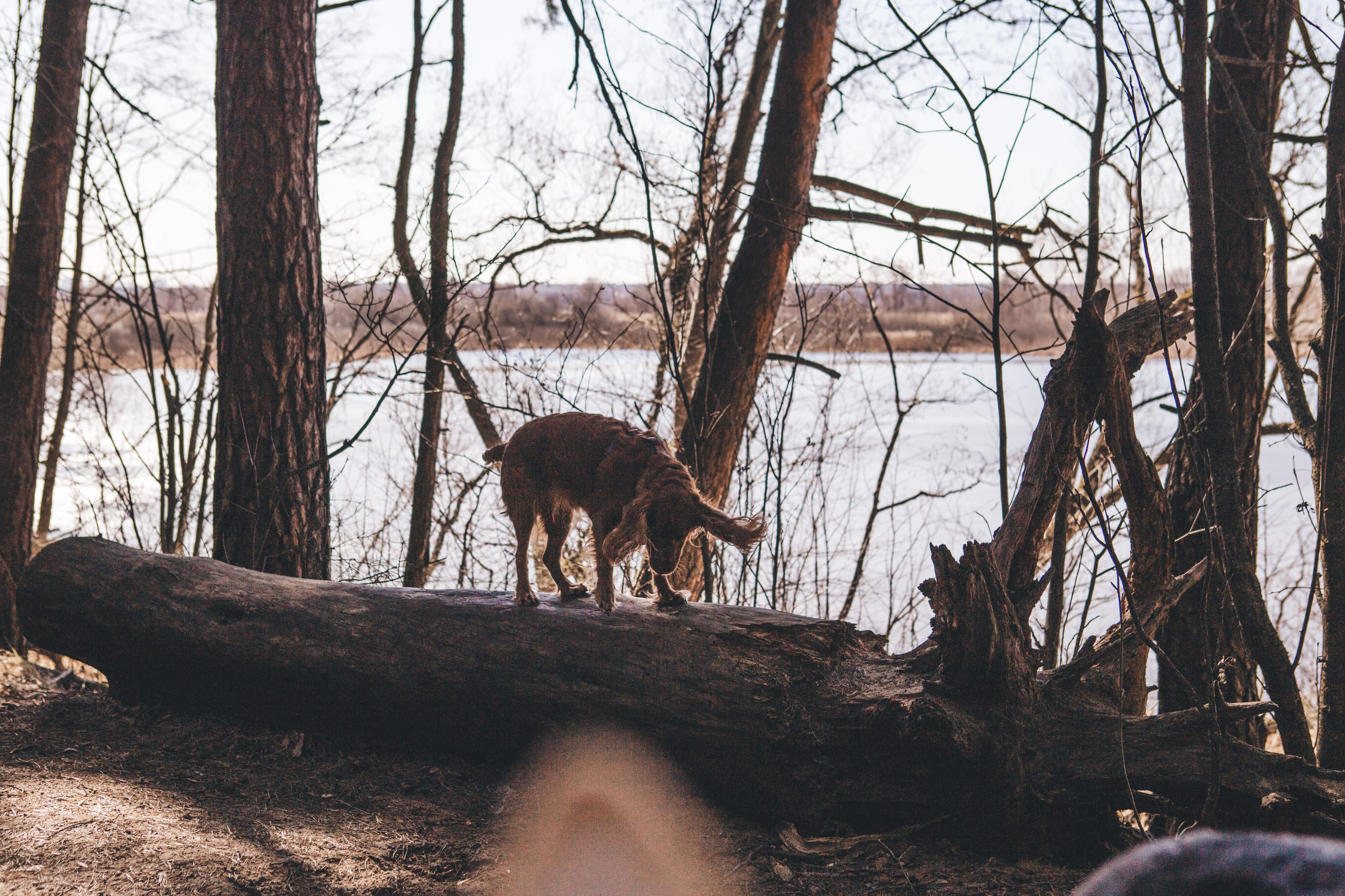 Julia & Jessie. Portrait, family and pet photographer in Cyprus, Ksenia Bourdelle