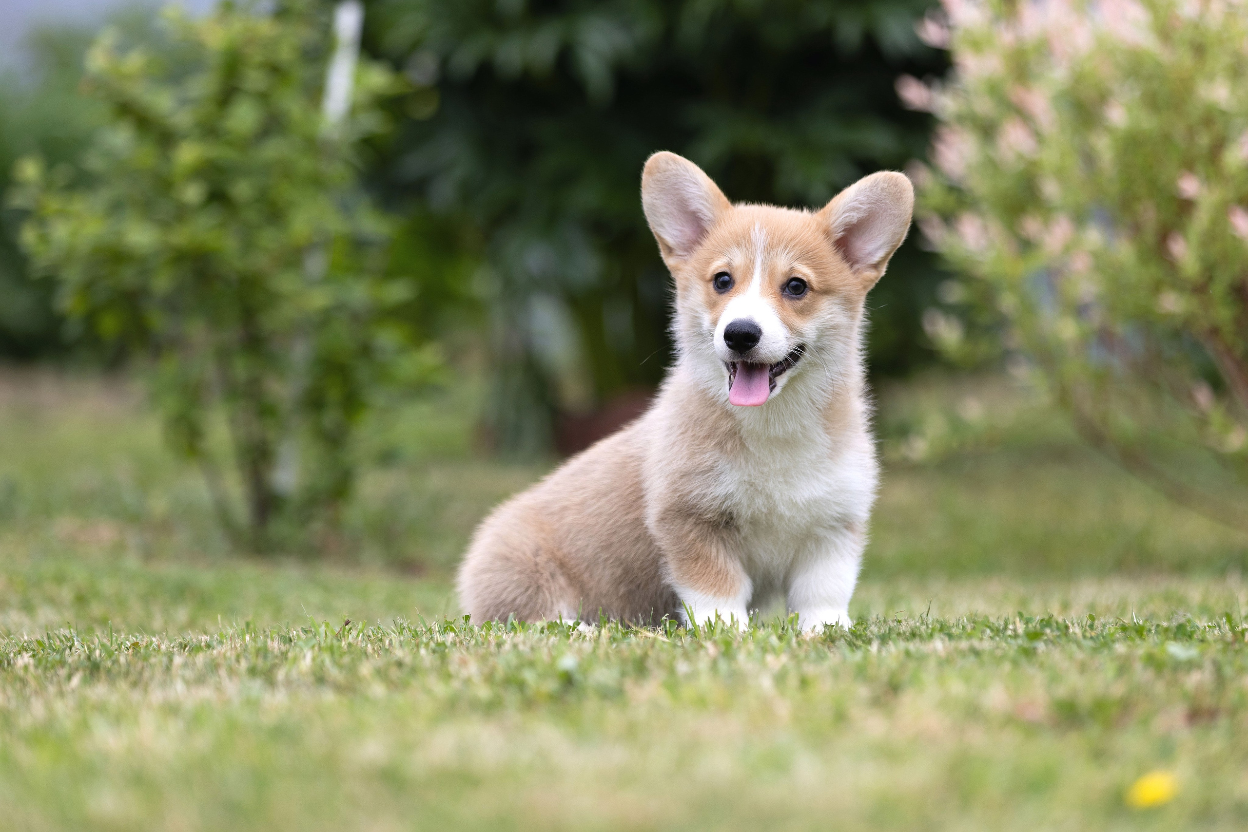 Свободные щенки. Главная
