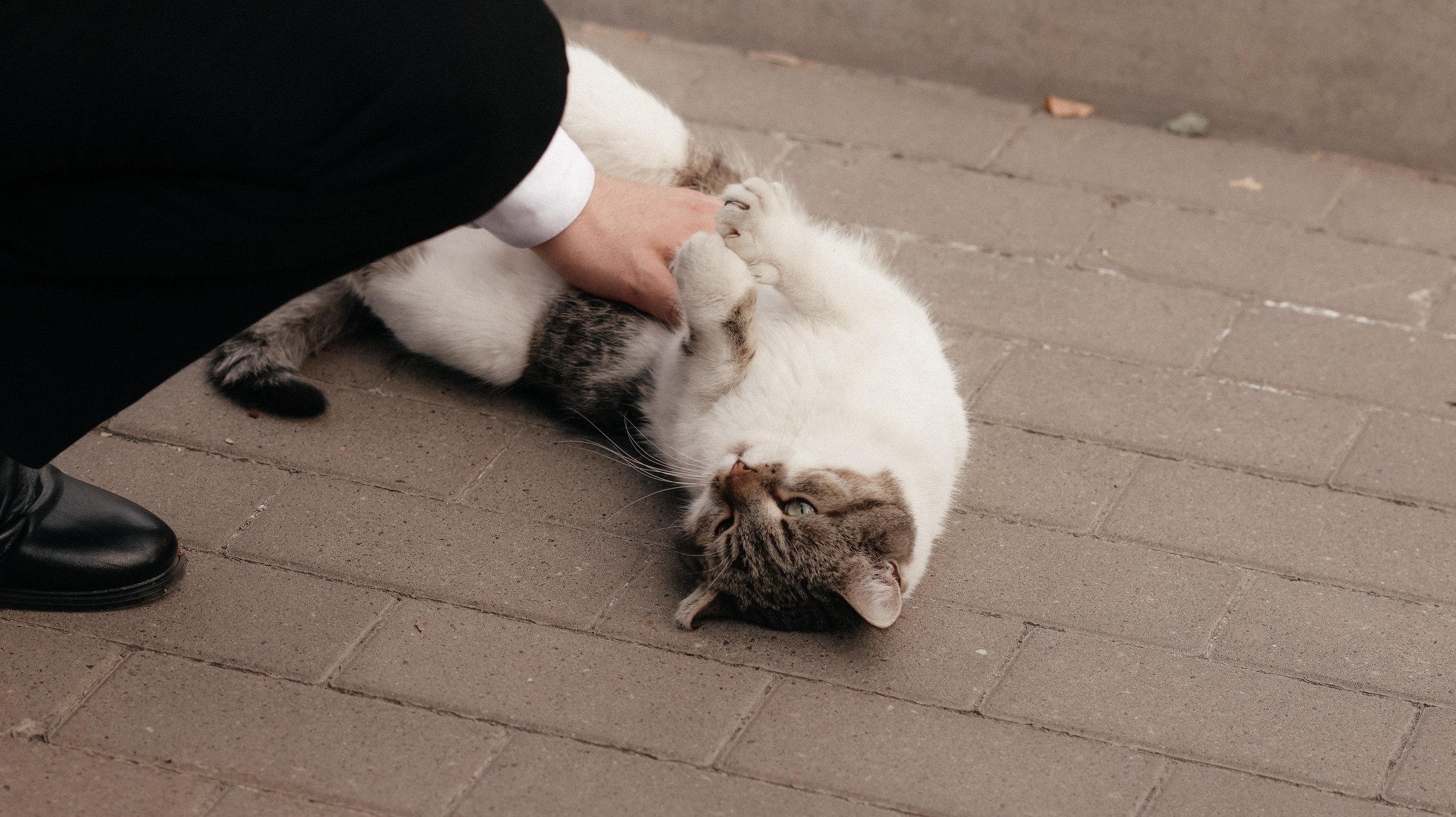 Яна и Артем. Свадебный и репортажный фотограф Дмитрий Кононенко