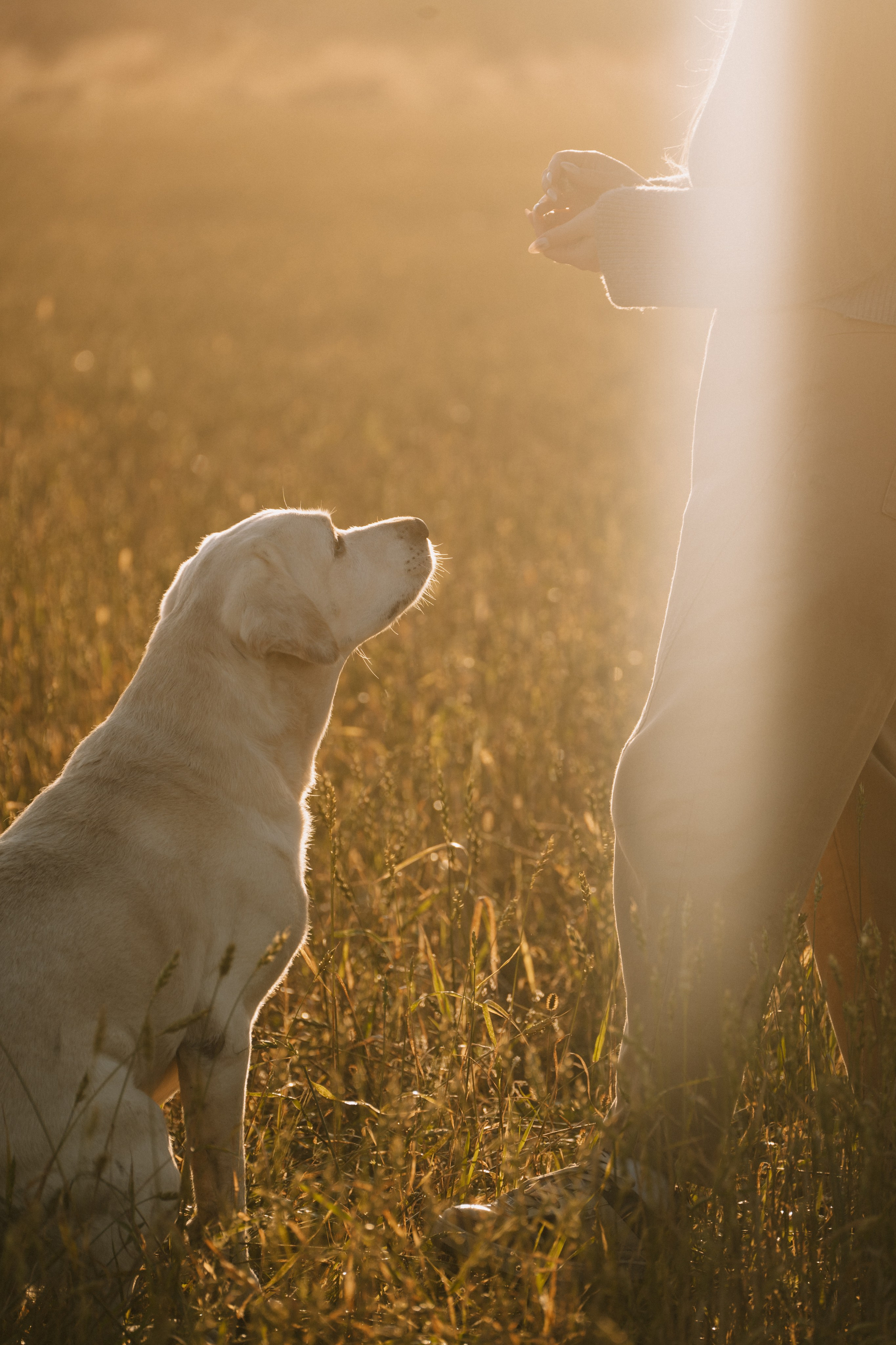 Дана и Арчи. Фотограф-анималист Анастасия Большакова