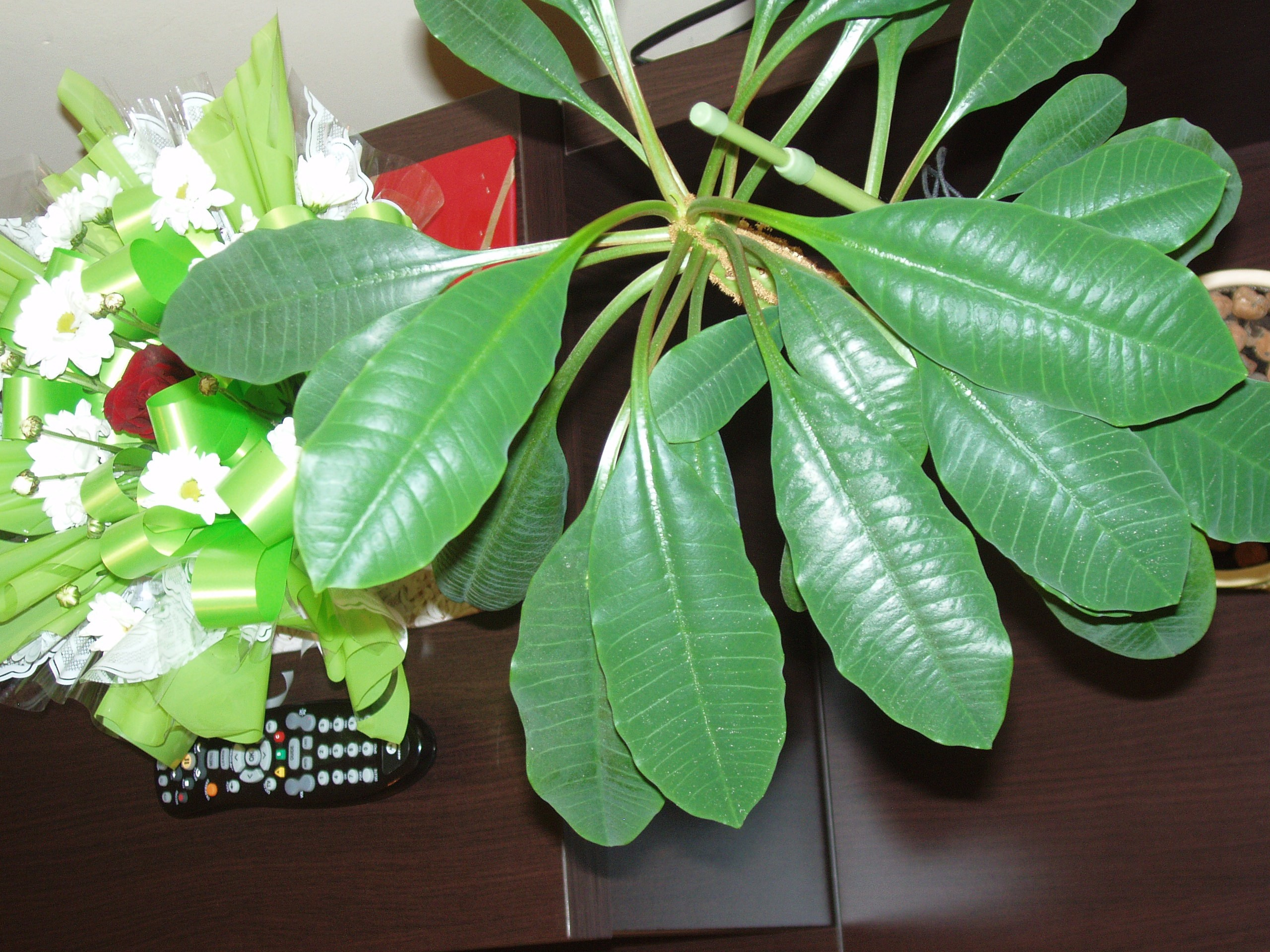 Мама ДР 30.06.2012. Семейный, Свадебный фотограф СПБ Питер— Романова Екатерина