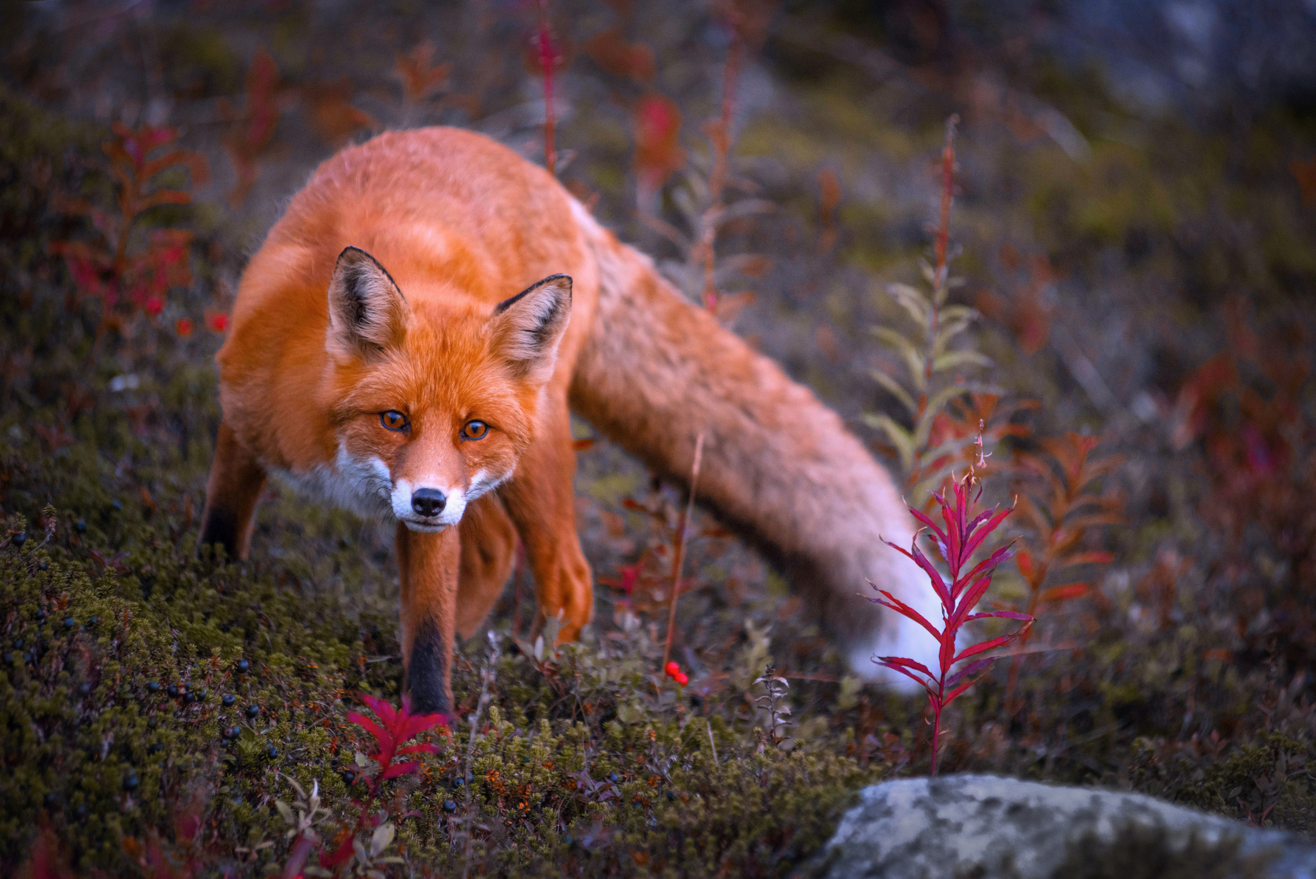 Russian North. Landscape photographer Elena Ermolina