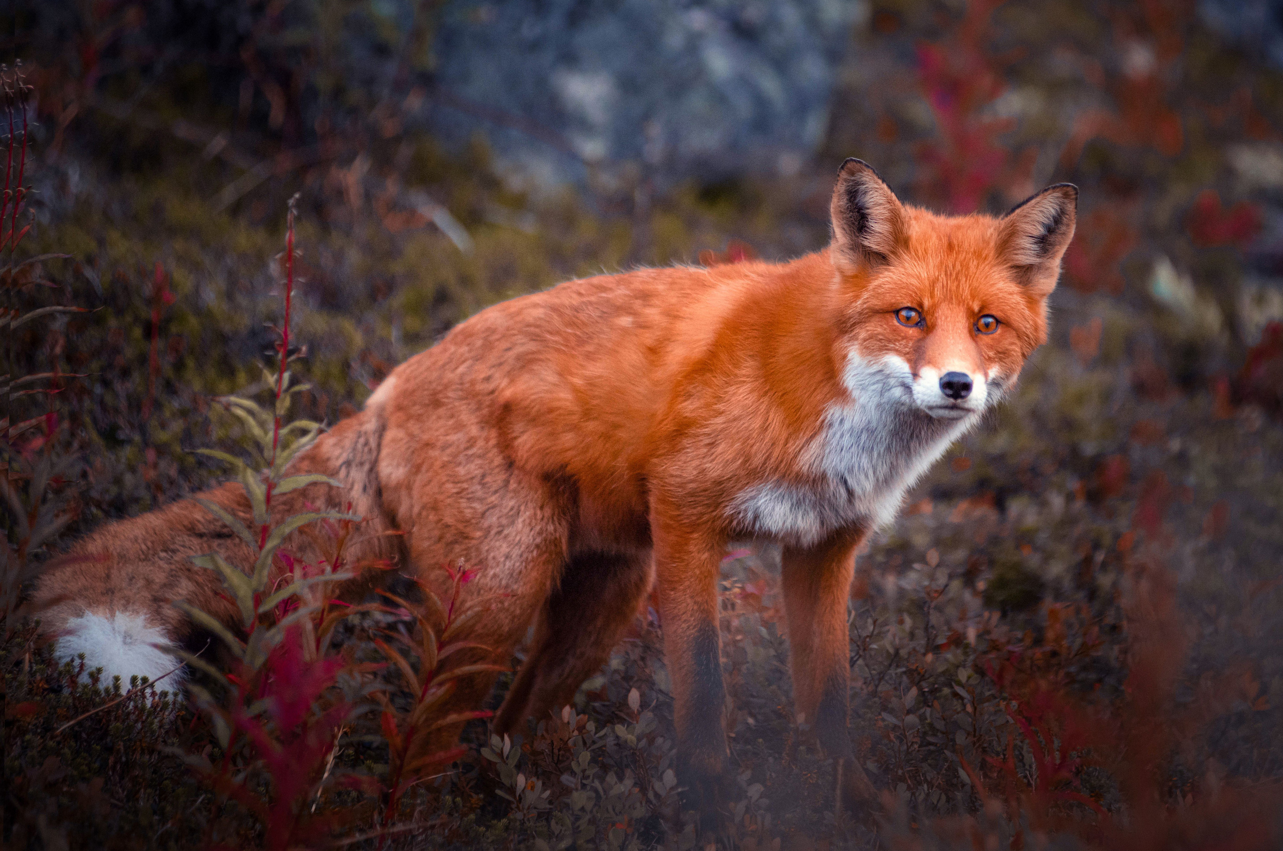 Russian North. Landscape photographer Elena Ermolina