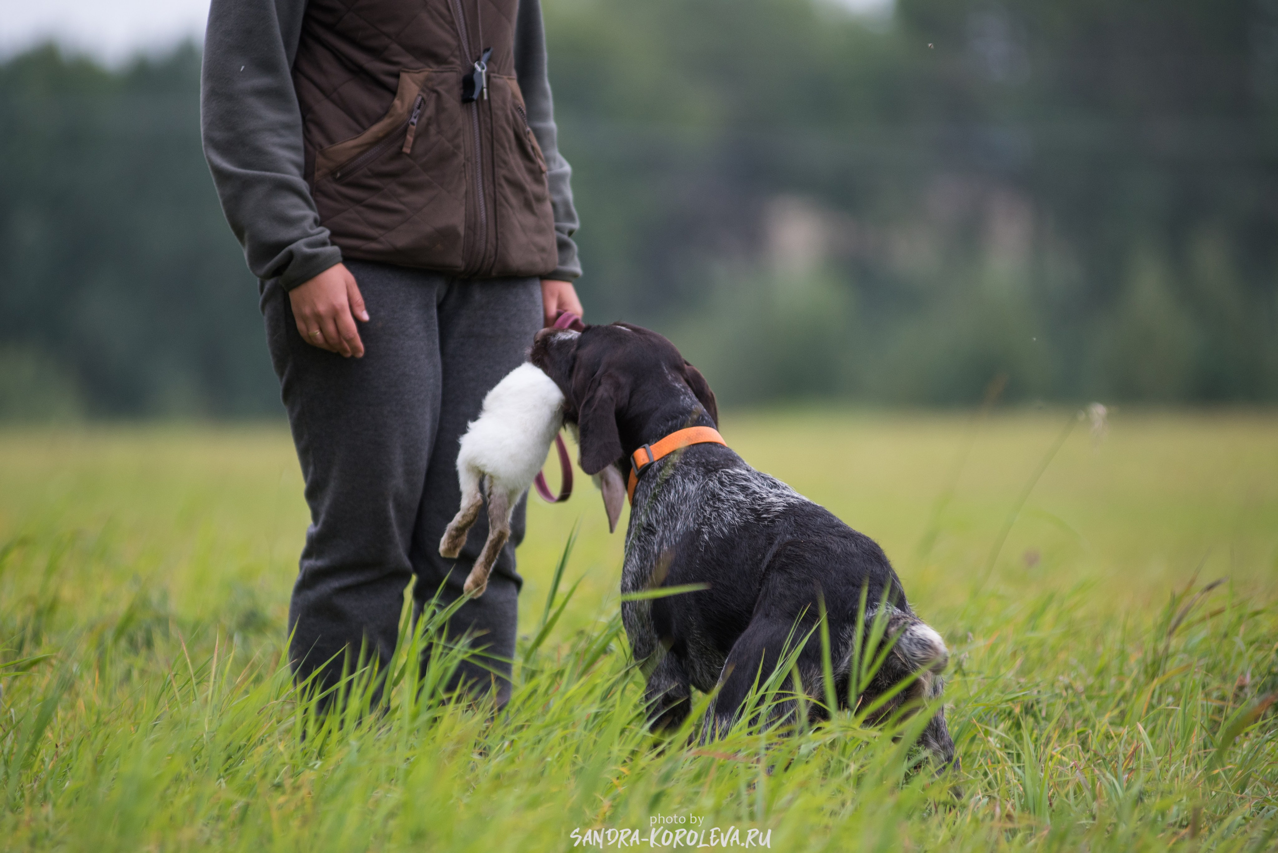 Рабочие дипломы. Главная
