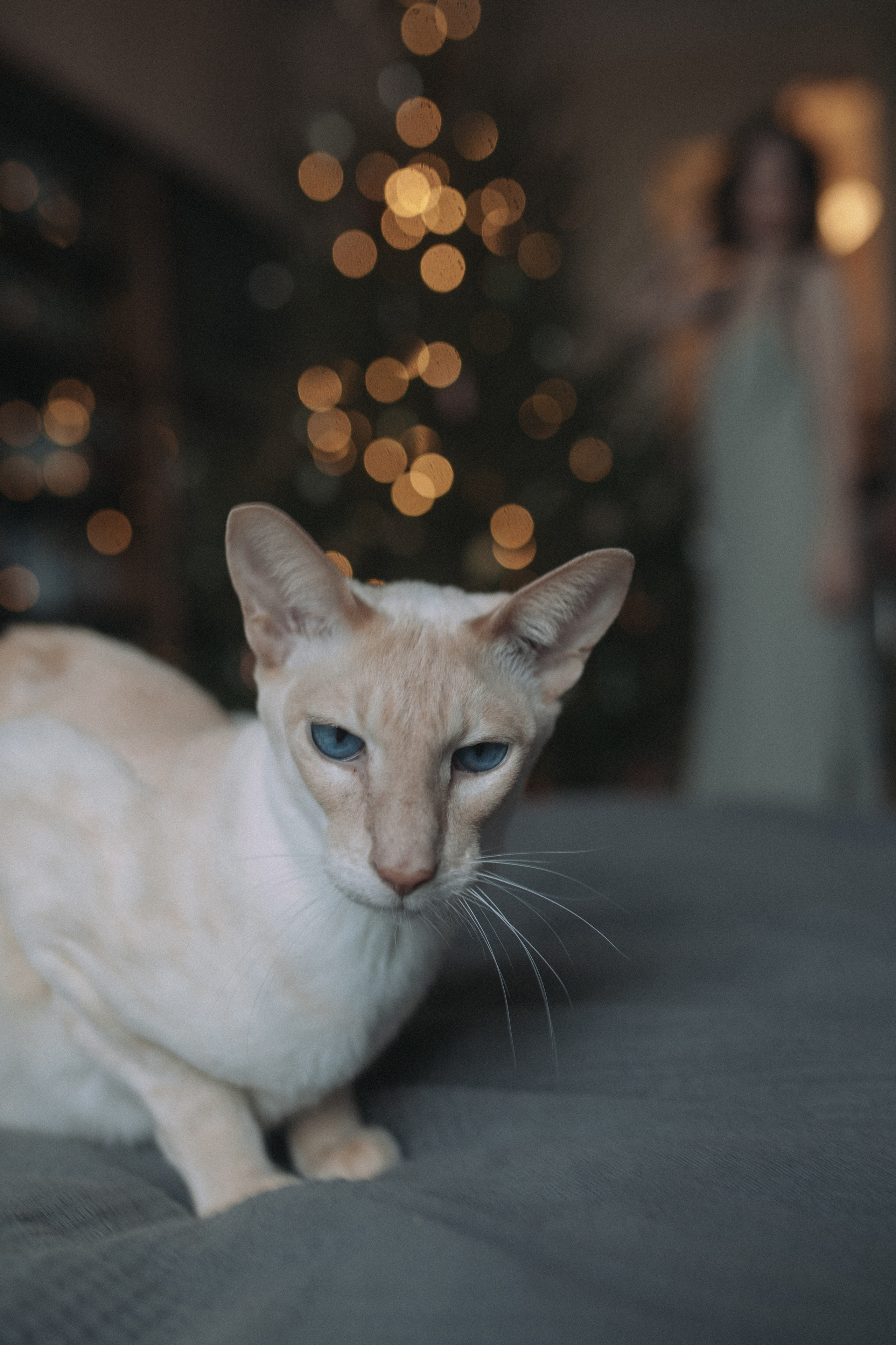 ~ Зимние фотосессии. Информация ~