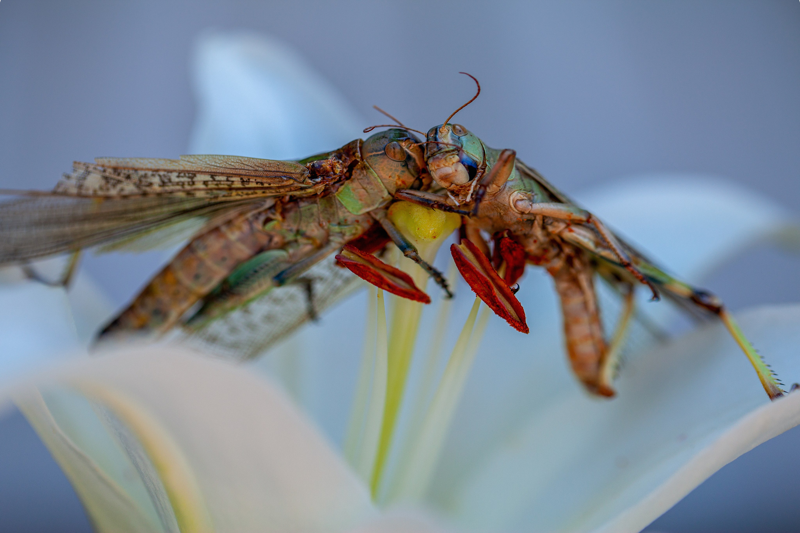 Саранча. Медиапродюсер, фотограф в Минеральных Водах —Виктор Холодов