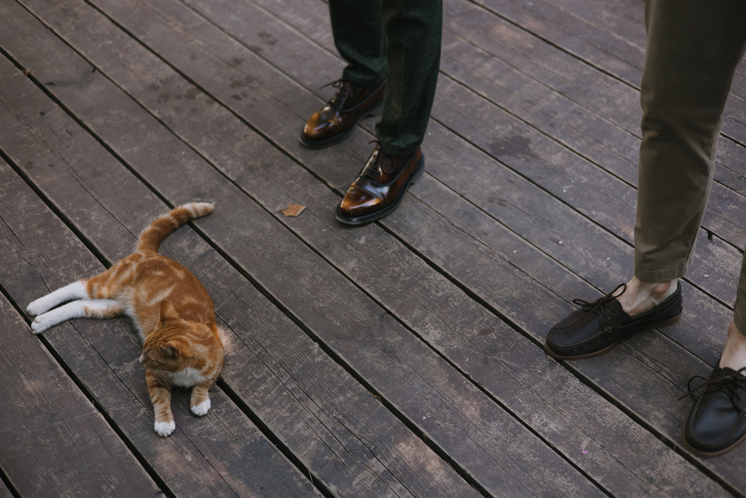 32 человека и 1 кот. Свадебный и семейный фотограф в Санкт-Петербурге и Москве
