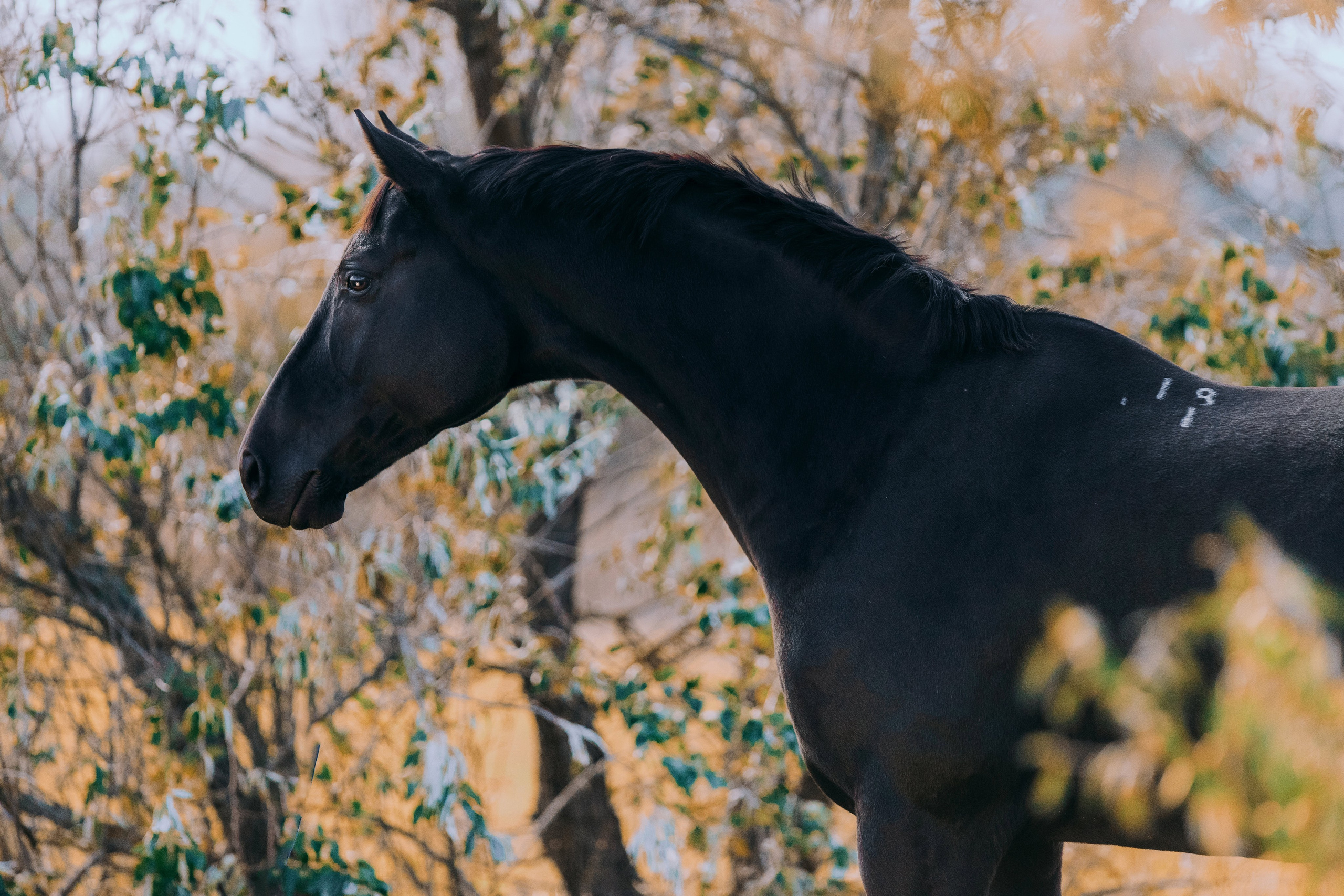На природе. Фотограф-анималист Ксендзова Кристина