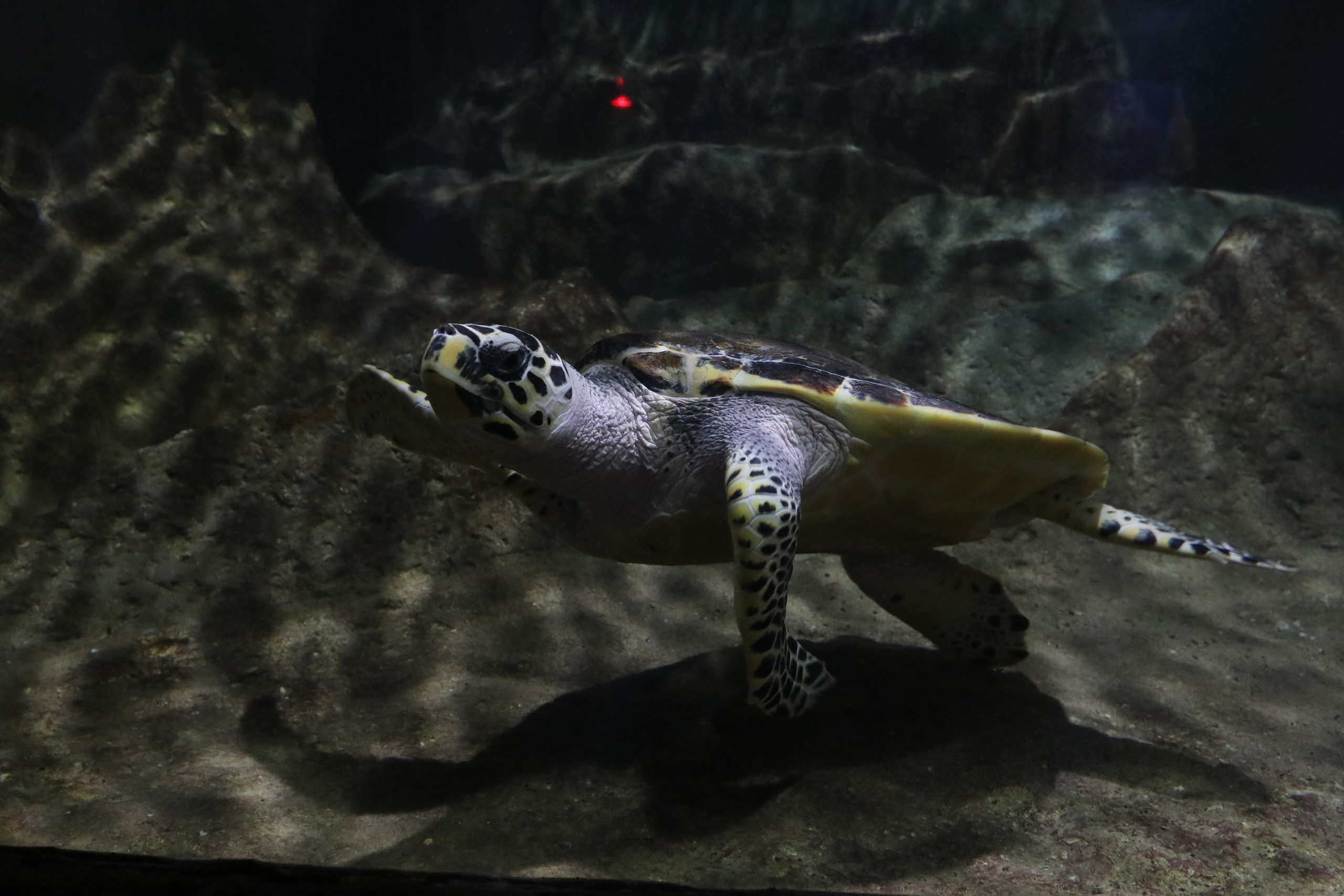 Крым. ЮБК (Севастополь, Кастрополь, Ялта). Май 2023. Путешественник-фотограф из Санкт-Петербурга Татьяна Свистулина