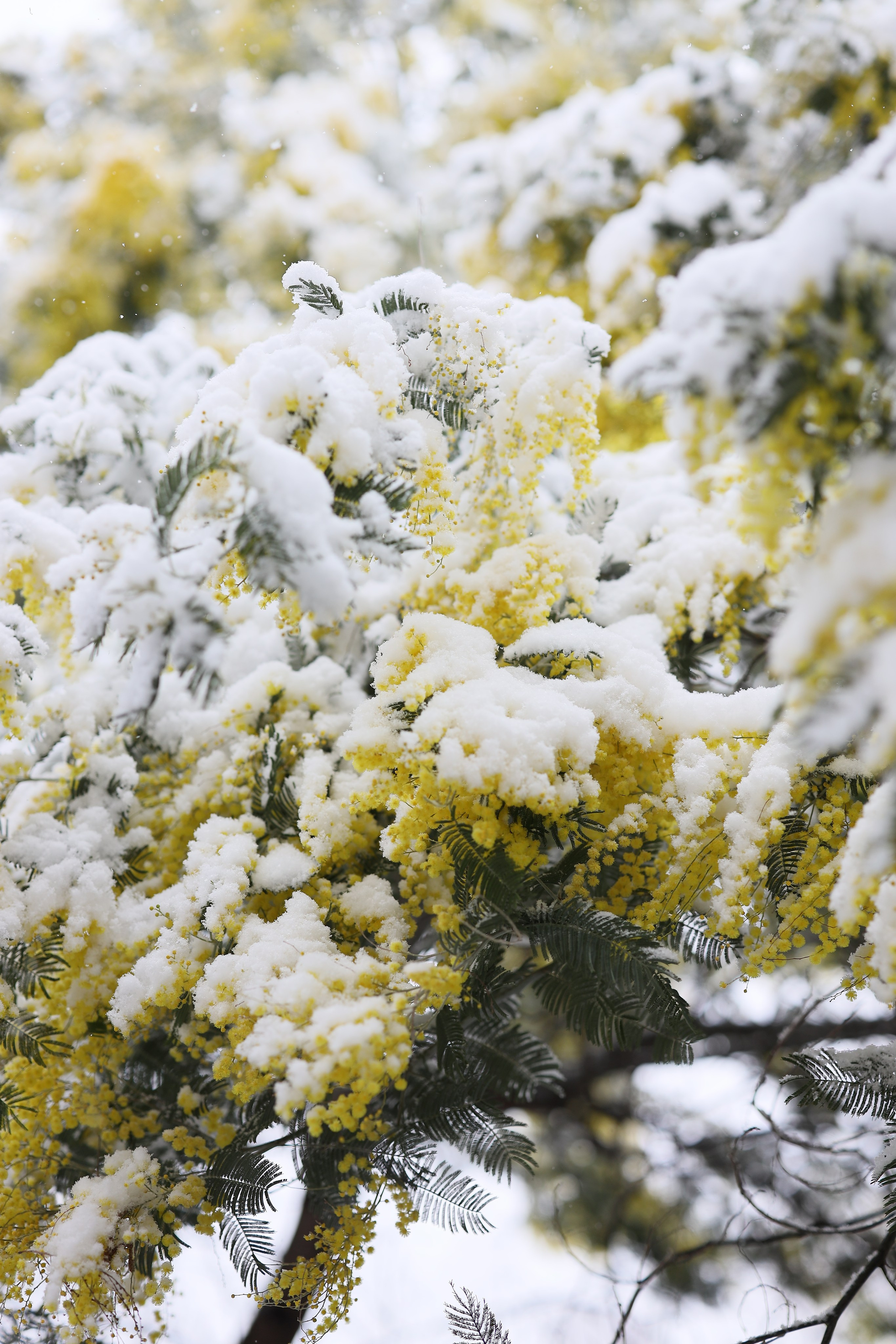 Зимняя сказка для Катерины. Свадебный и семейный фотограф в Абхазии Жанна Соснина