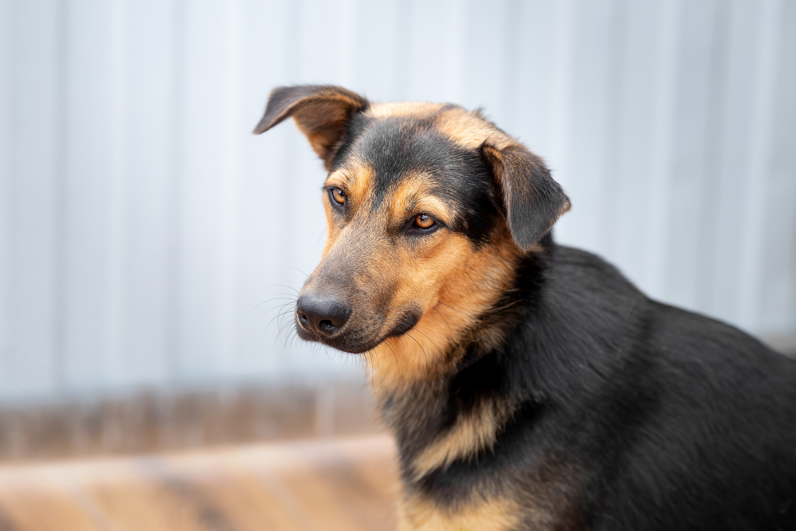 Мини-приют «Возрождение». Ирина Голомб|Фотограф-анималист в  Сочи и Калининграде