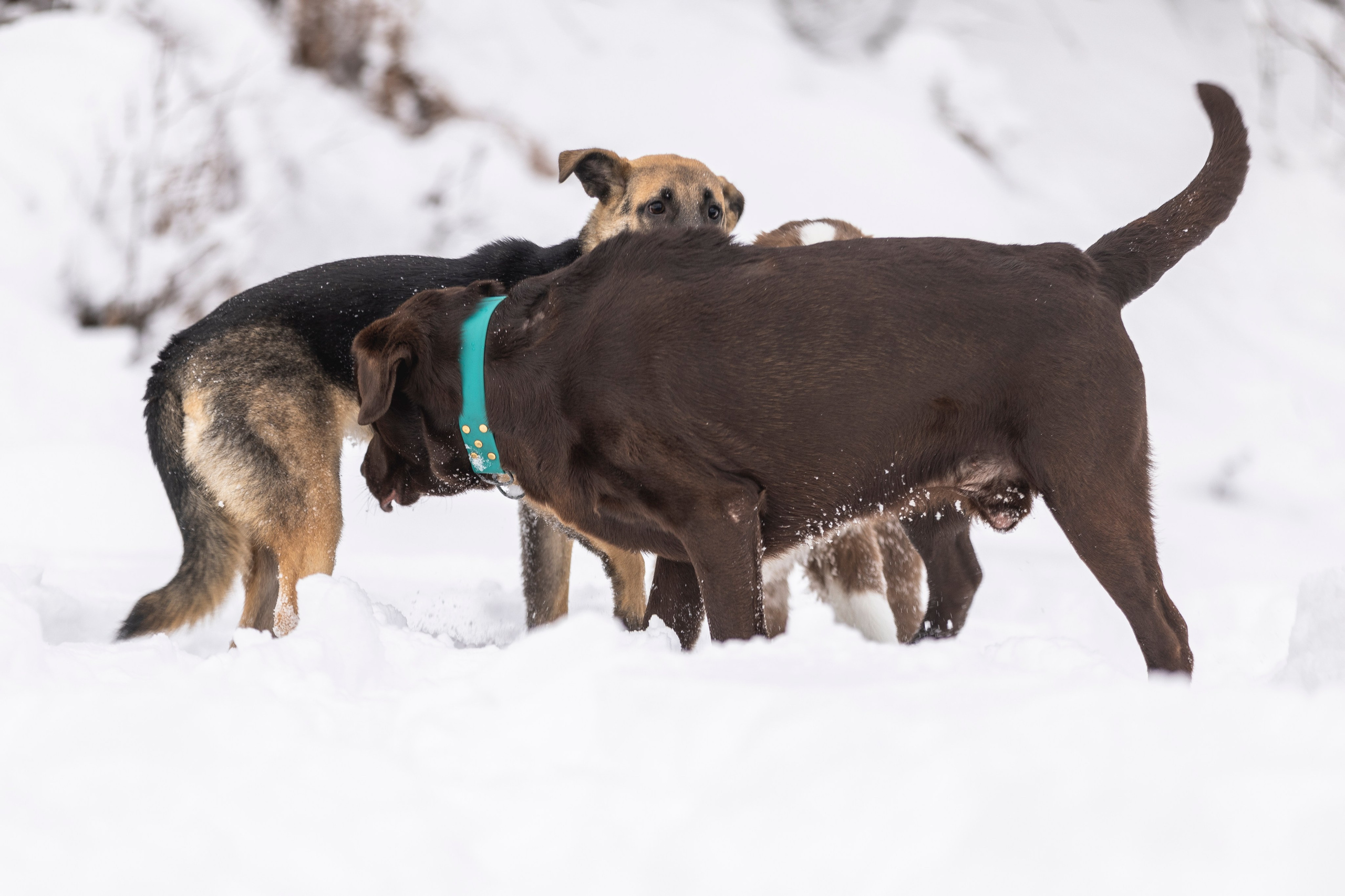 Догтуса Тропа Ефремова. Ирина Голомб|Фотограф-анималист в  Сочи и Калининграде