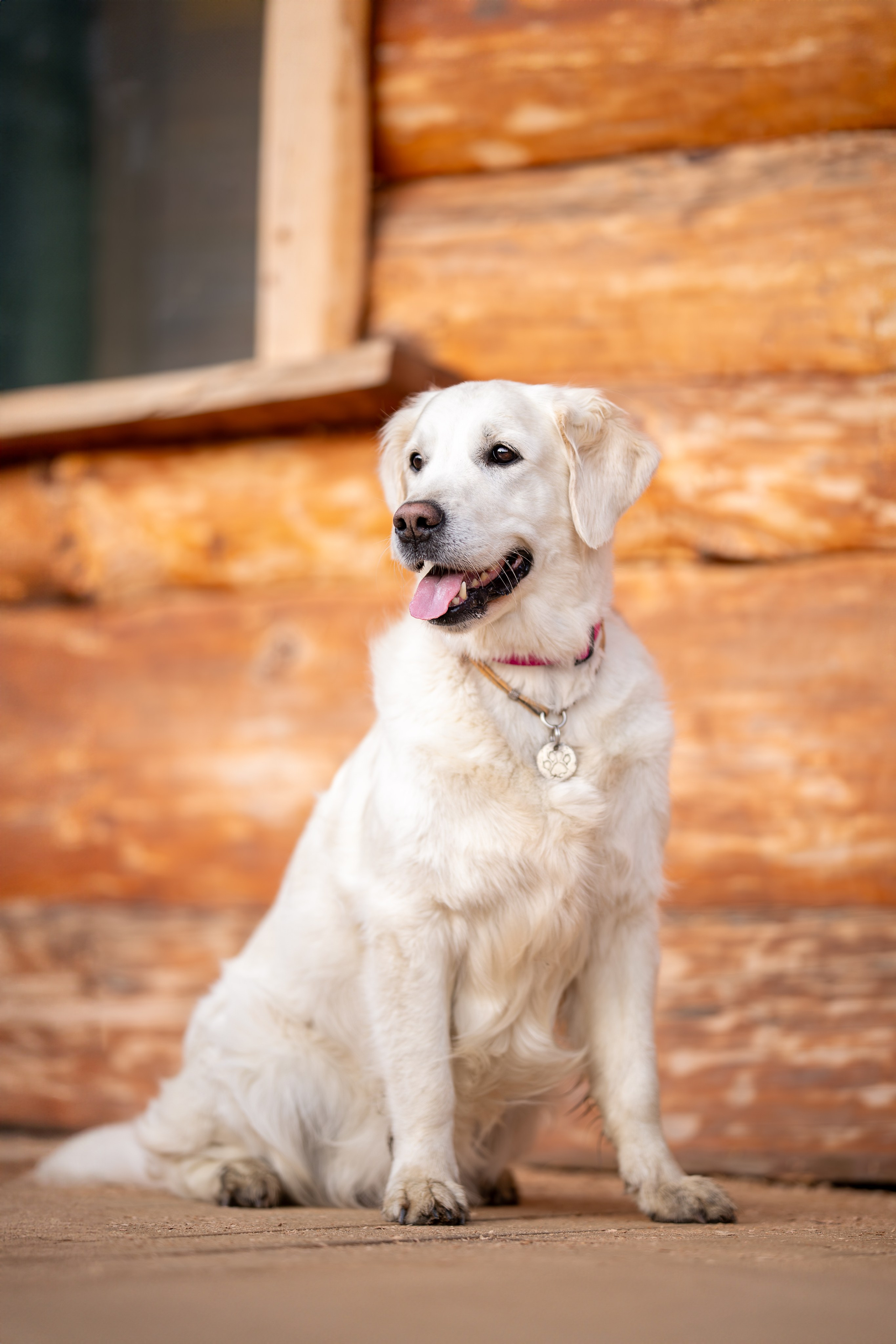 Асти, Делфи и Фреска, Голден Ретриверы. Ирина Голомб|Фотограф-анималист в  Сочи и Калининграде