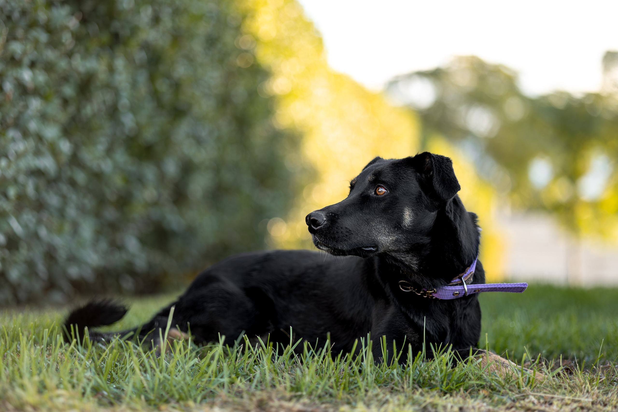 Кураторские питомцы Сириус. Ирина Голомб|Фотограф-анималист в  Сочи и Калининграде