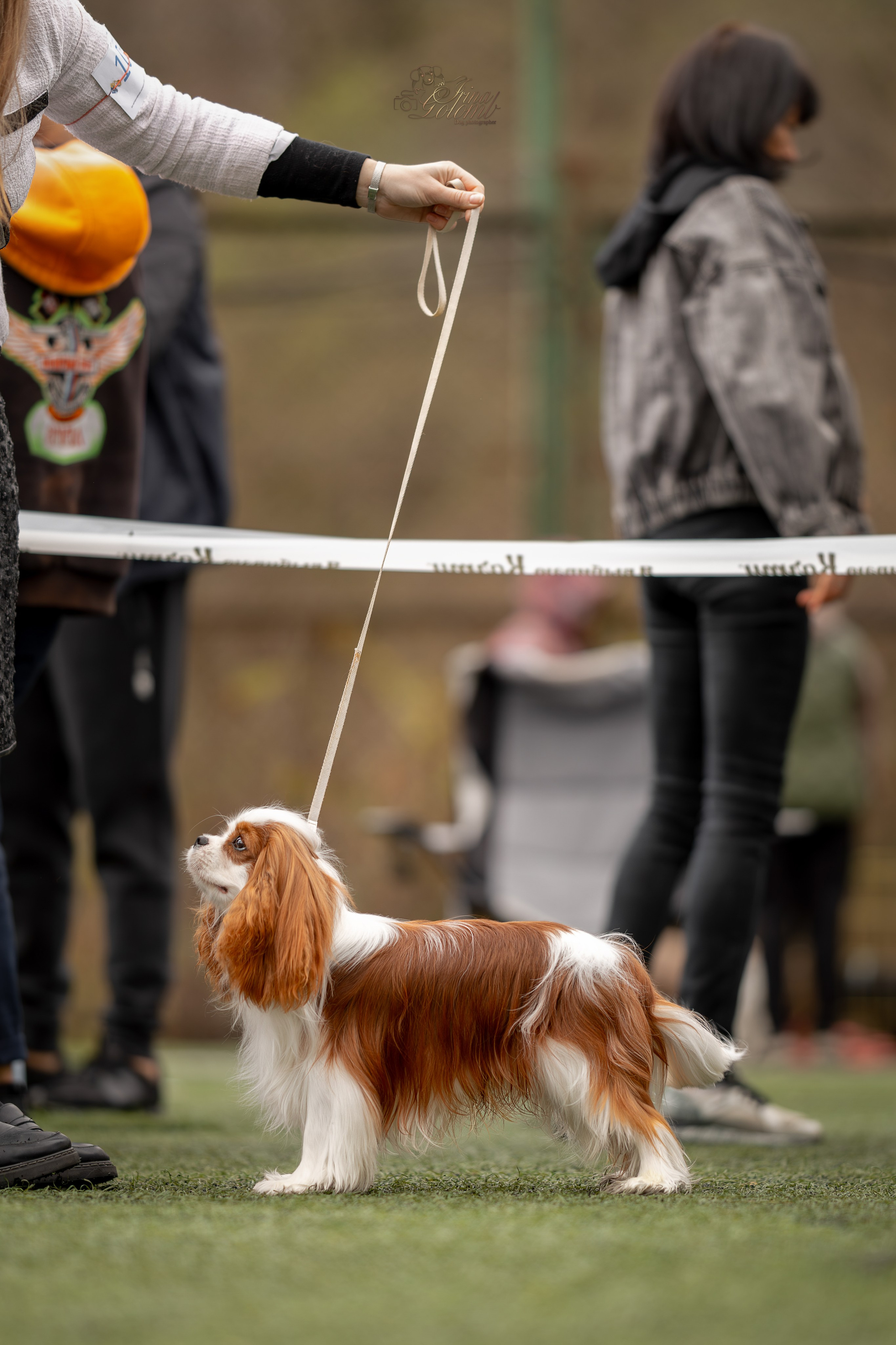 Выставка 17.12.23. Ирина Голомб|Фотограф-анималист в  Сочи и Калининграде