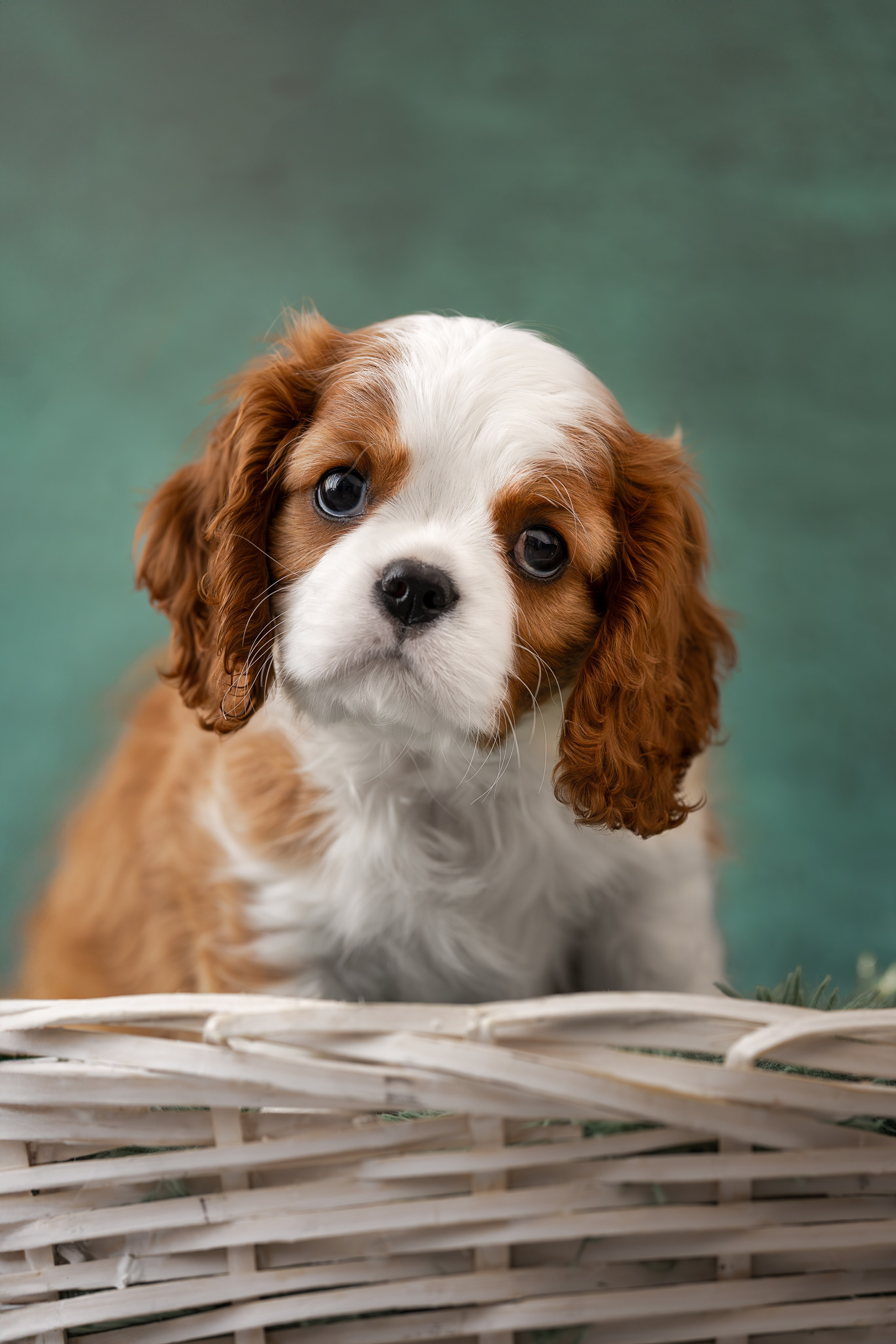 Детки кавалерчики. Ирина Голомб|Фотограф-анималист в  Сочи и Калининграде