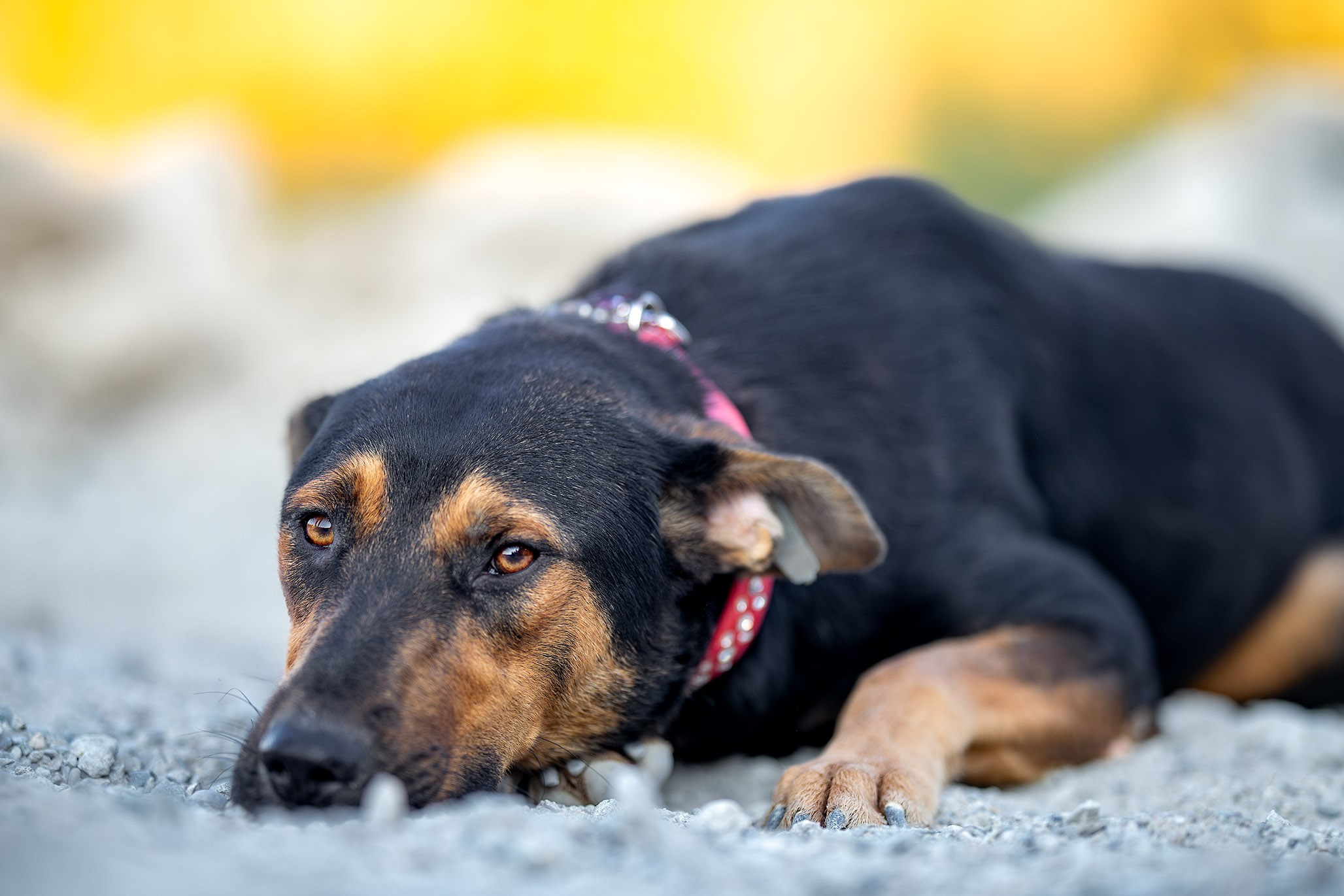 Кураторские питомцы с Пластунки. Ирина Голомб|Фотограф-анималист в  Сочи и Калининграде