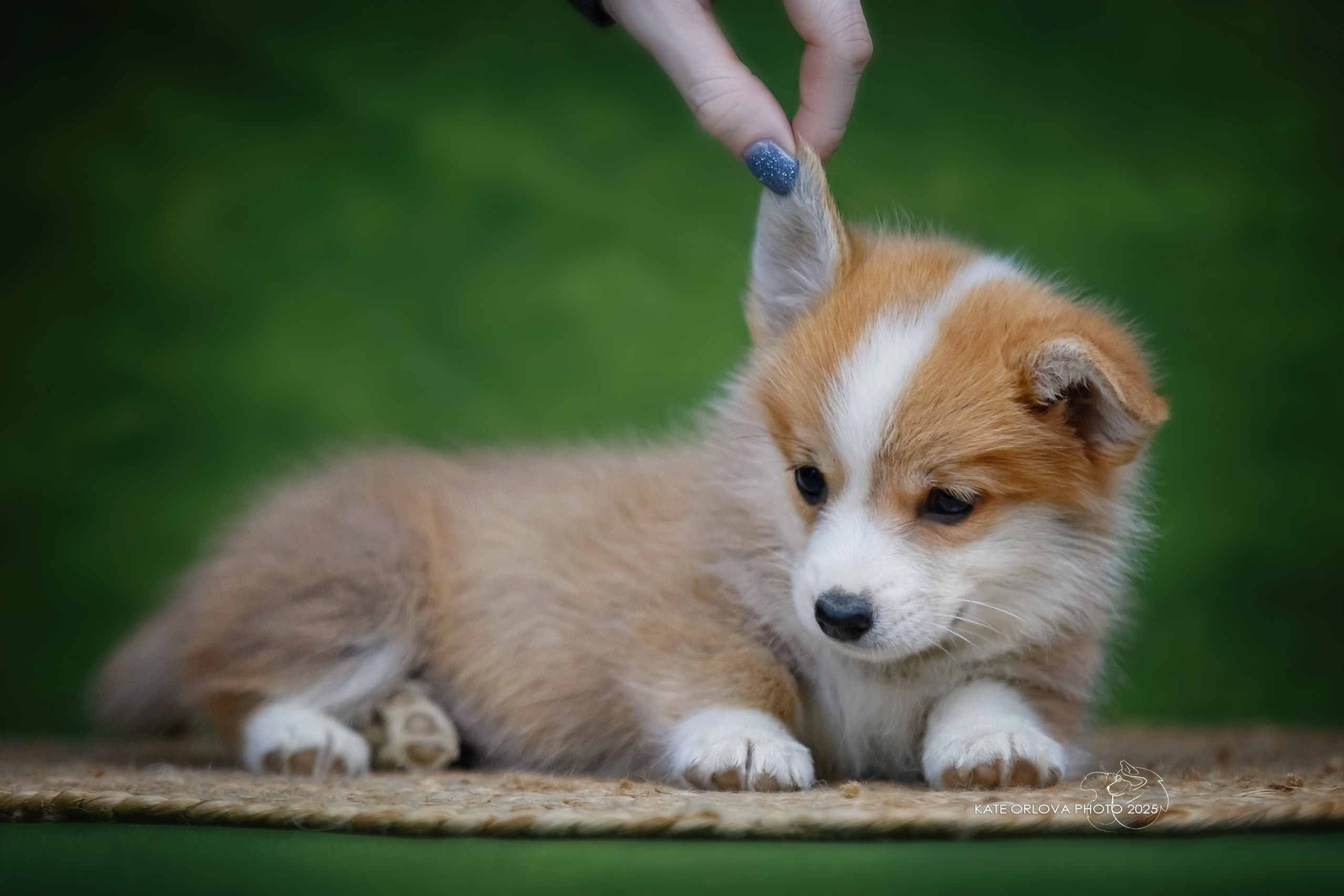 А — Кола и Цесей. Kawaii Kuma питомник собак пород Корги пемброк, Акита ину, Сиба