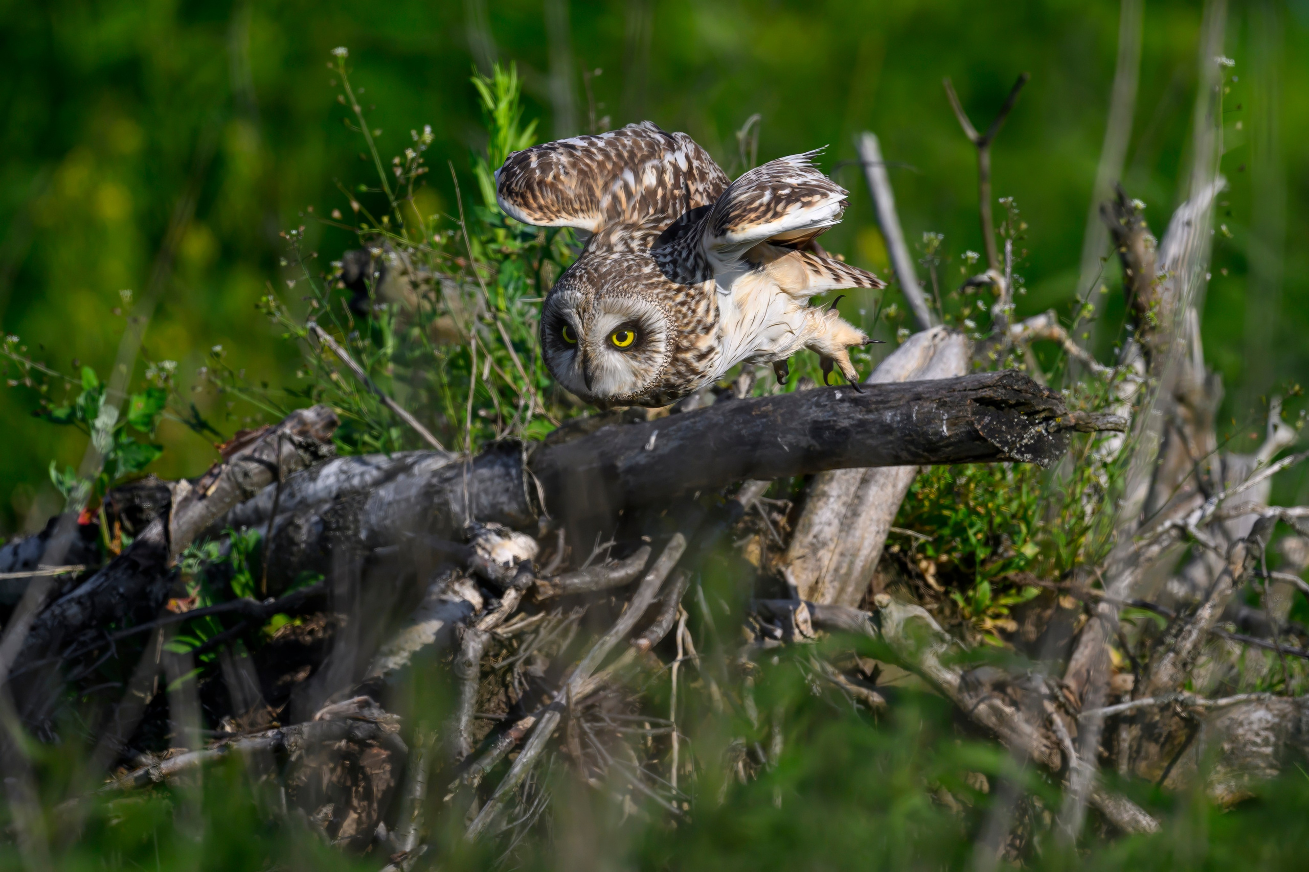 Совы и веретенники. Фотограф Сергей Пупонин