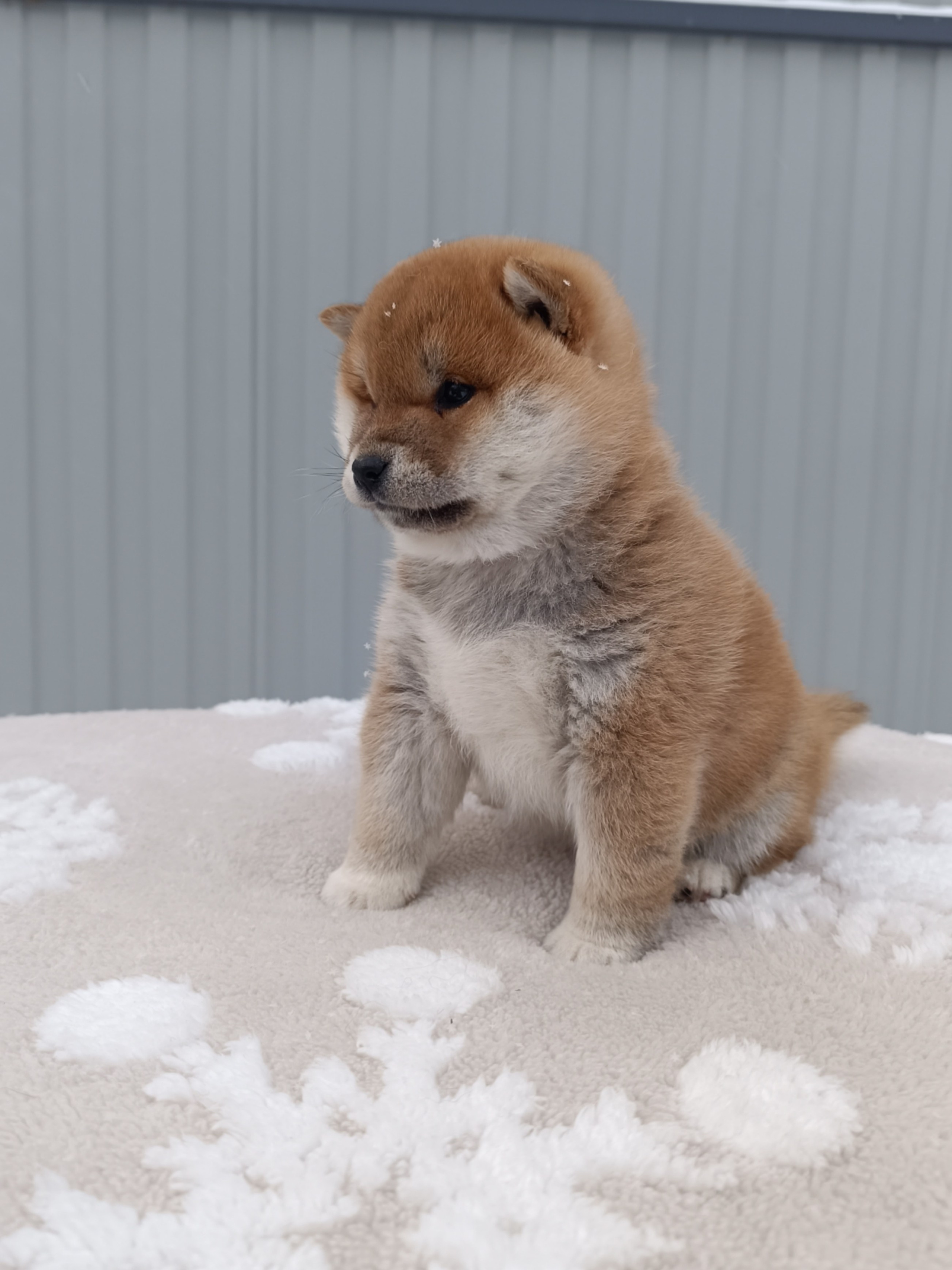 сиба питомник Рубилайт щенки на продажу rubylight  сиба щенки купить СПб Санкт-Петербург 