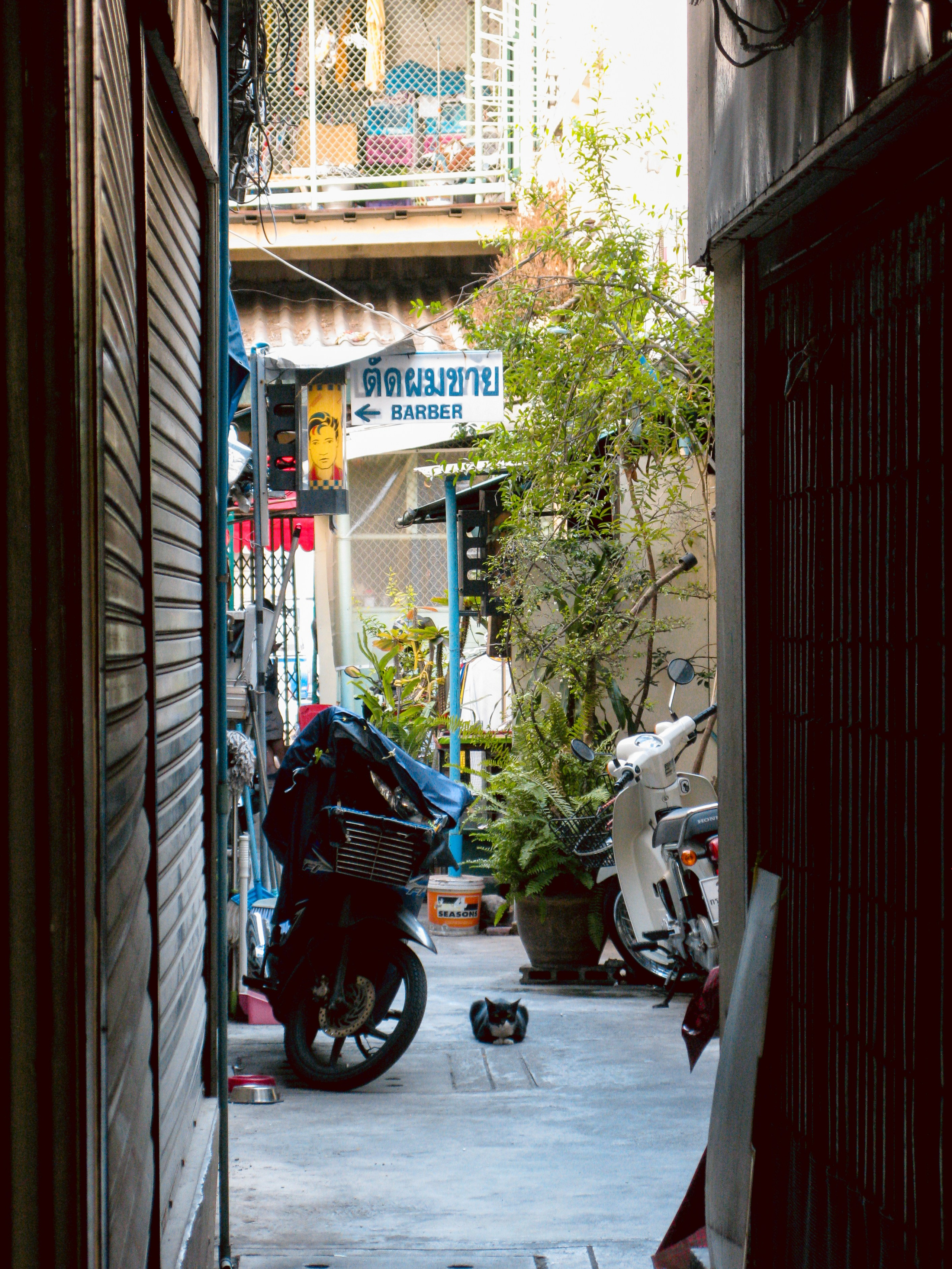 Thai. Фотограф Миланазавр