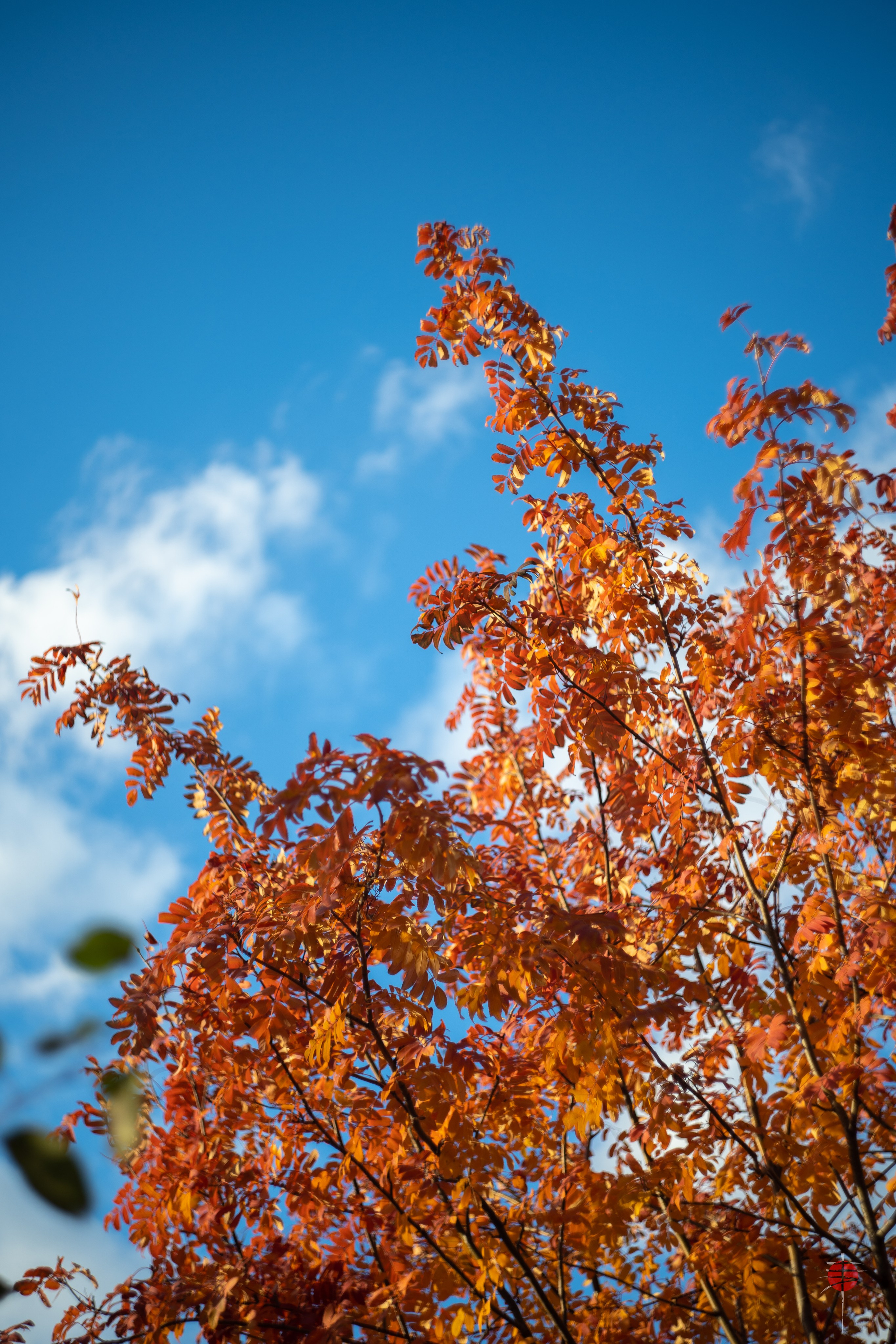 ЦВЕТНЫЕ ФОТОГРАФИИ. Никита Аничкин фото и видео оператор из России