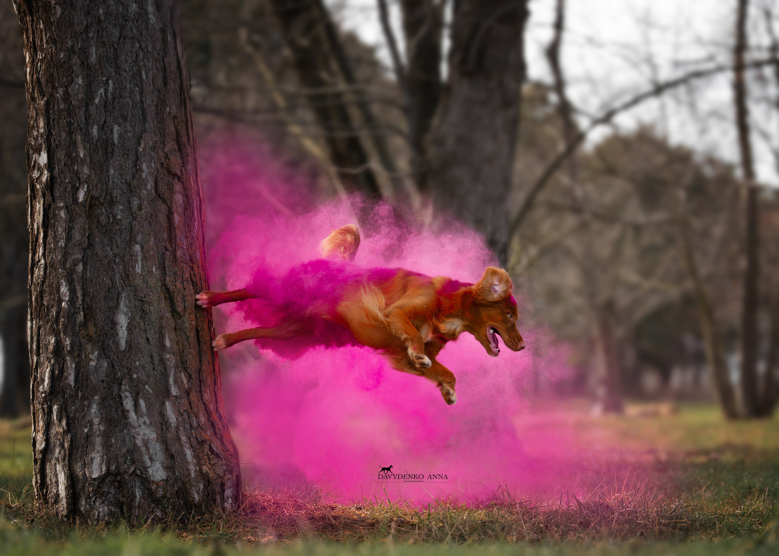фотосессия собак краснодар выставка собак фотограф анималист сочи Толлер краски холли