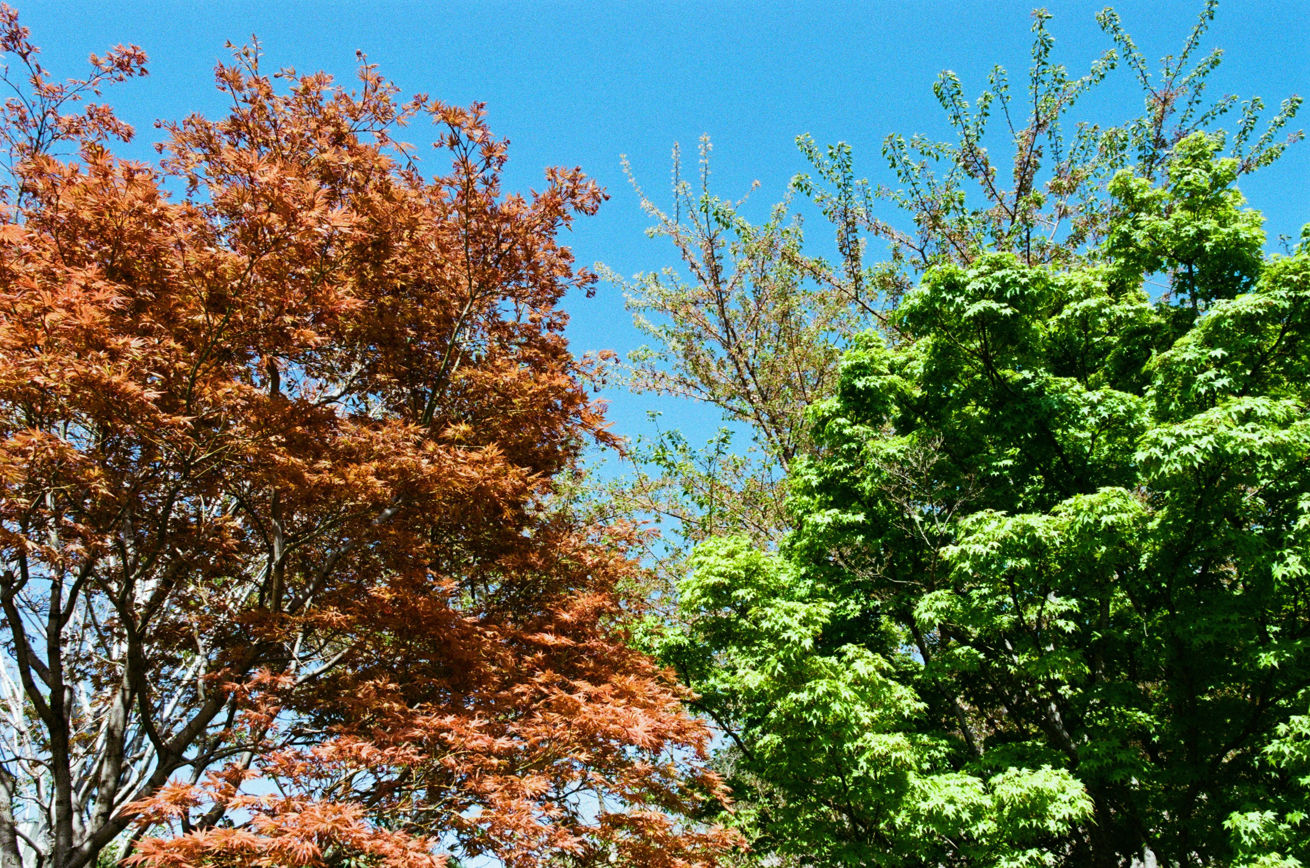 Sakura blues // ukraine, crimea IV. EVER EXPOSED