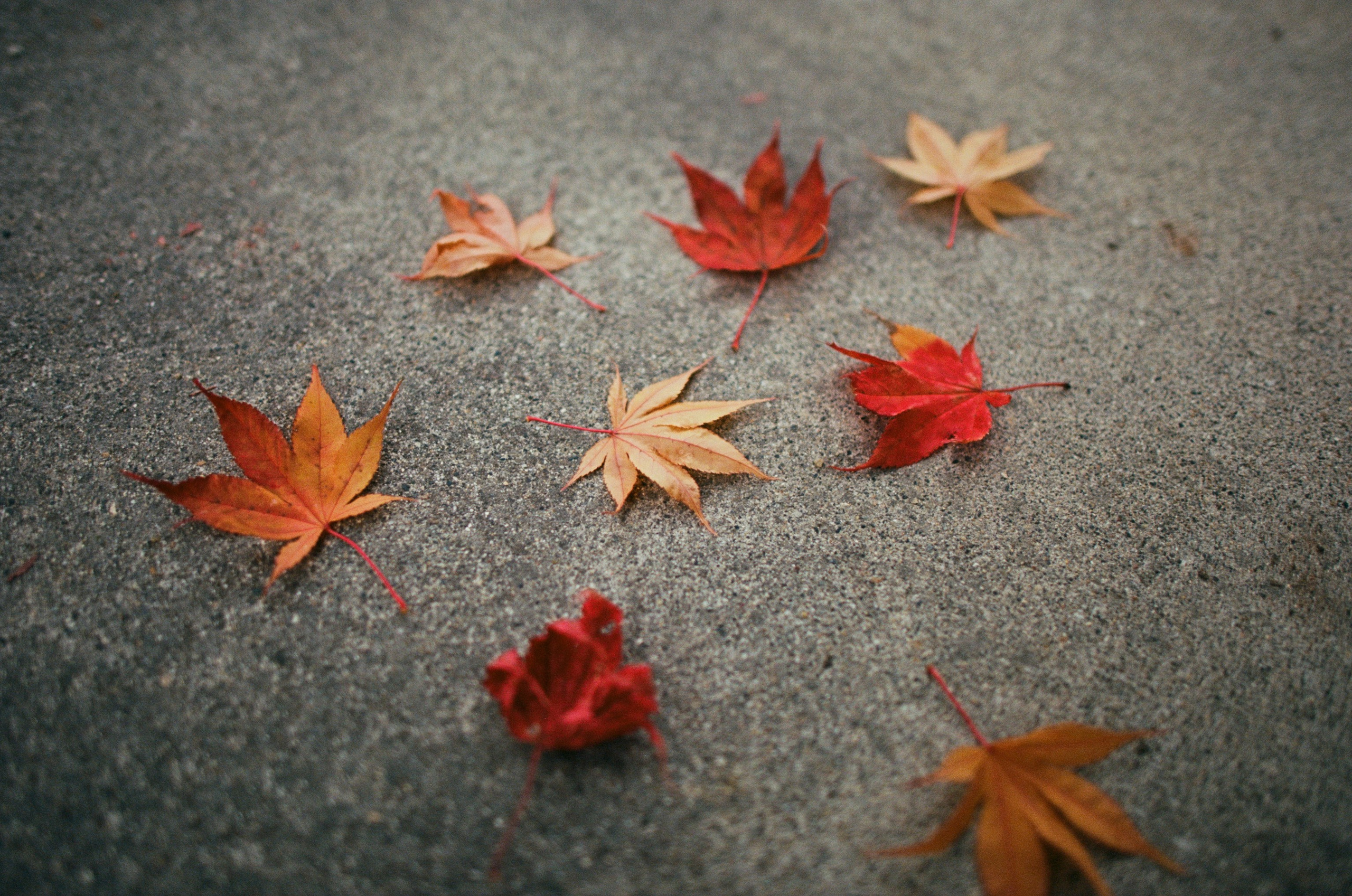 Out of noise // japan, takayama. EVER EXPOSED