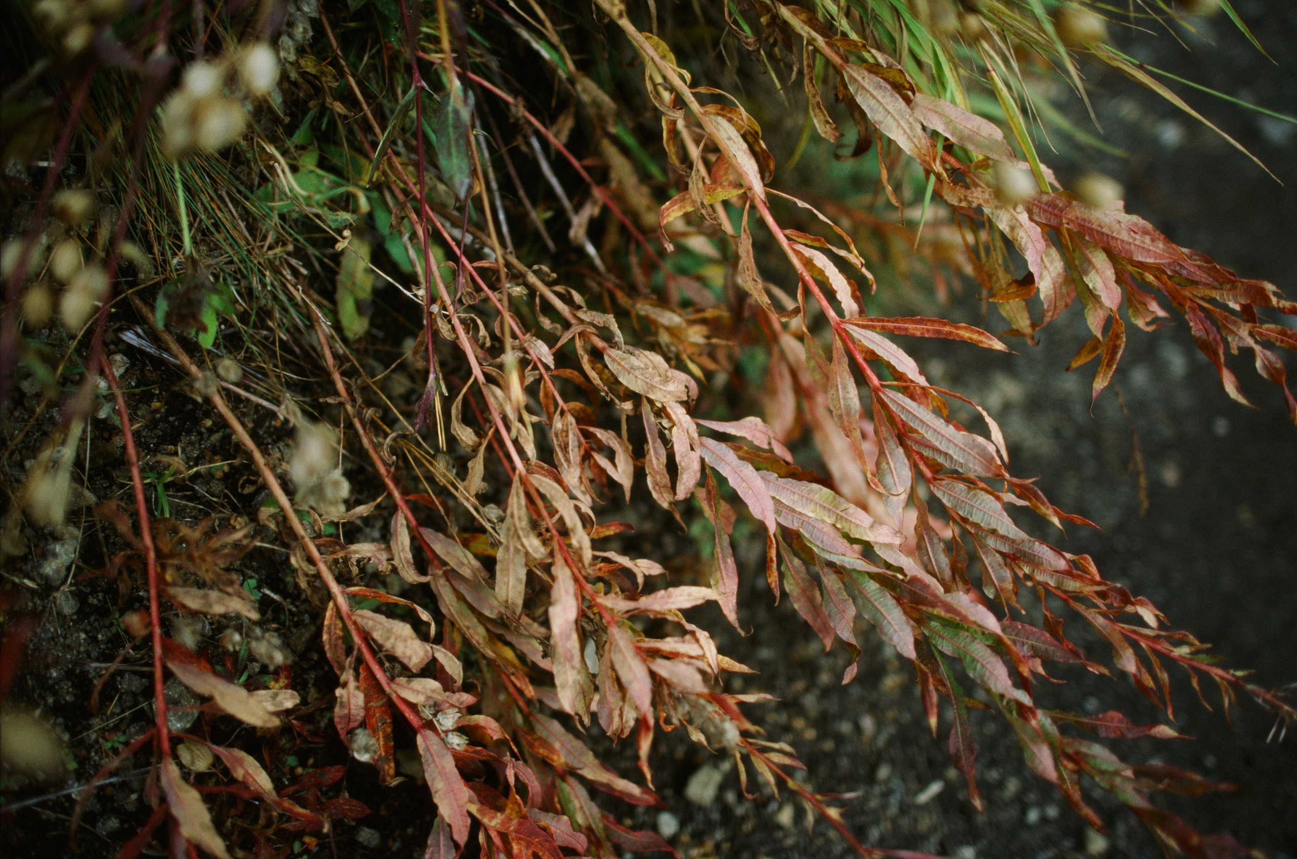 Wasted // italy, dolomites III. EVER EXPOSED